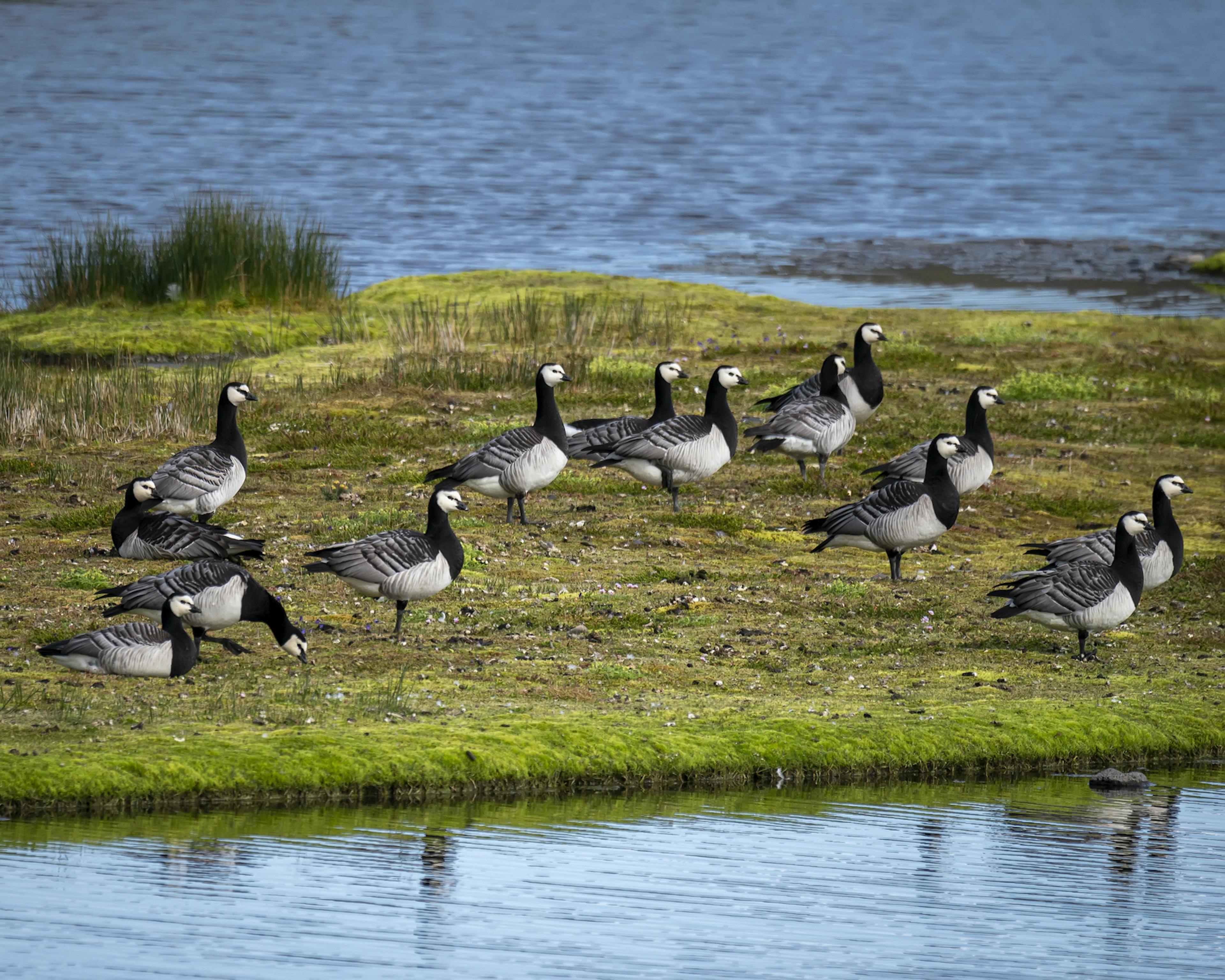Barnacle Goose in Iceland