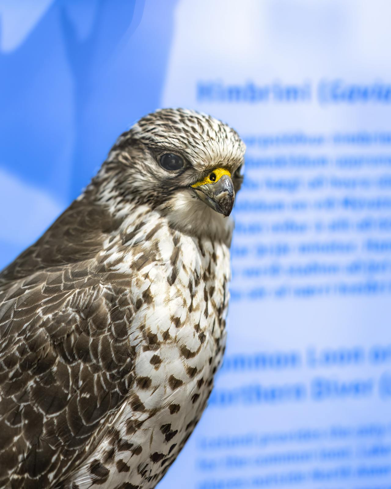 The Gyrfalcon - national bird of iceland