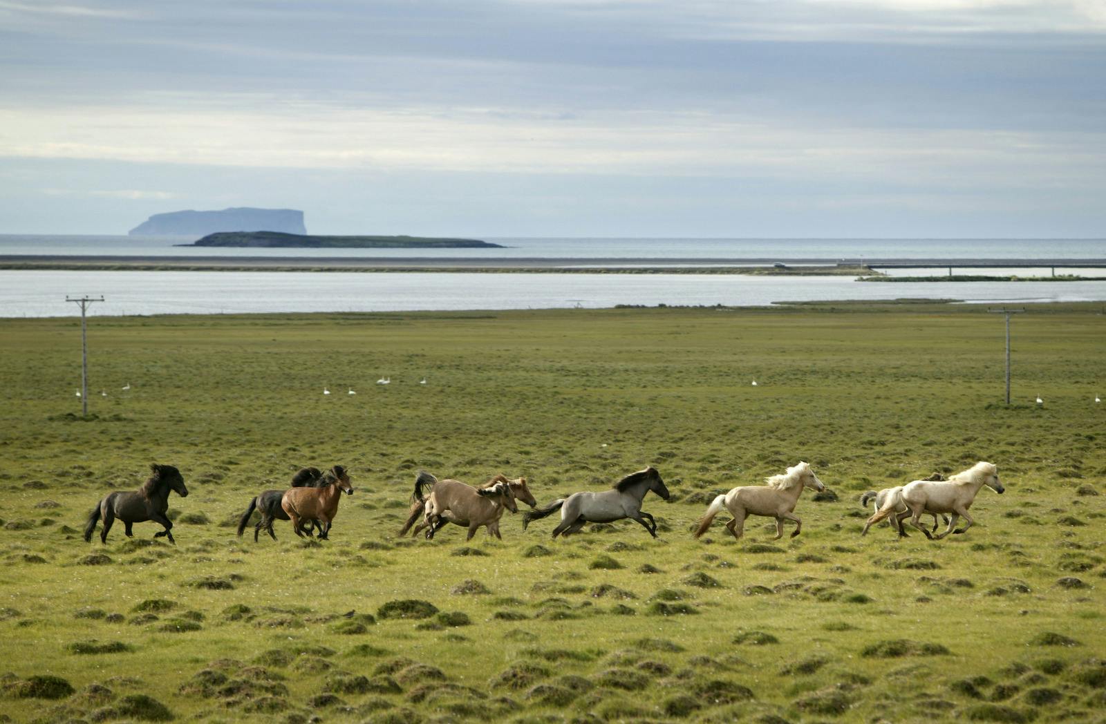 horses running in the wild of drangaey island in iceland