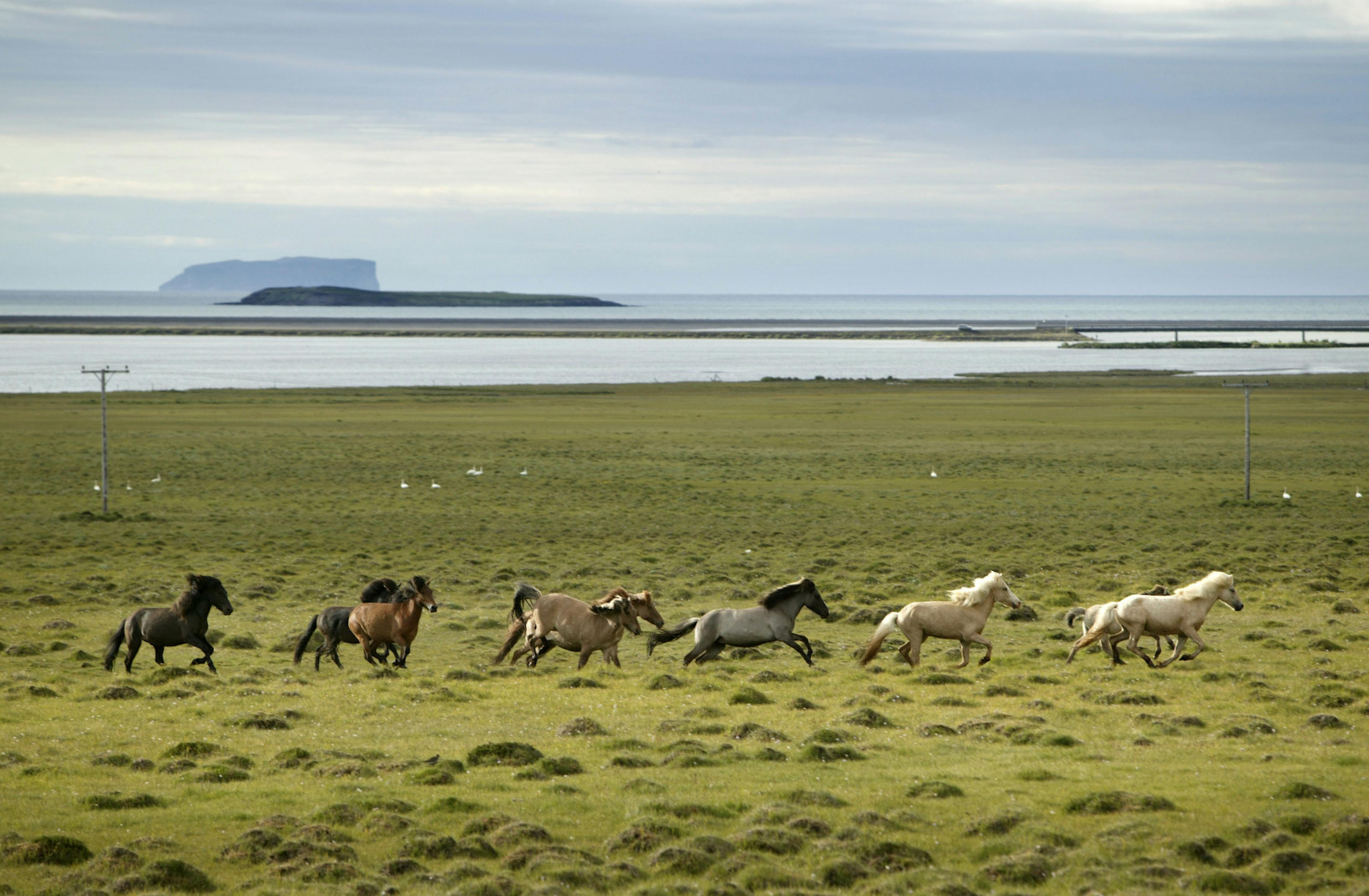 horses running in the wild of drangaey island in iceland