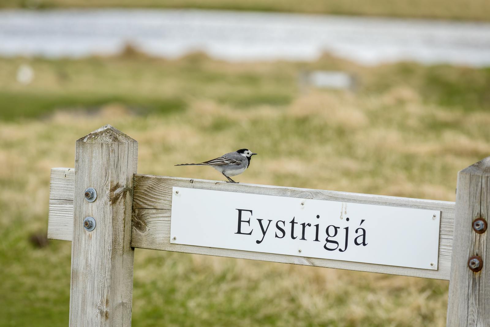 white wagtail