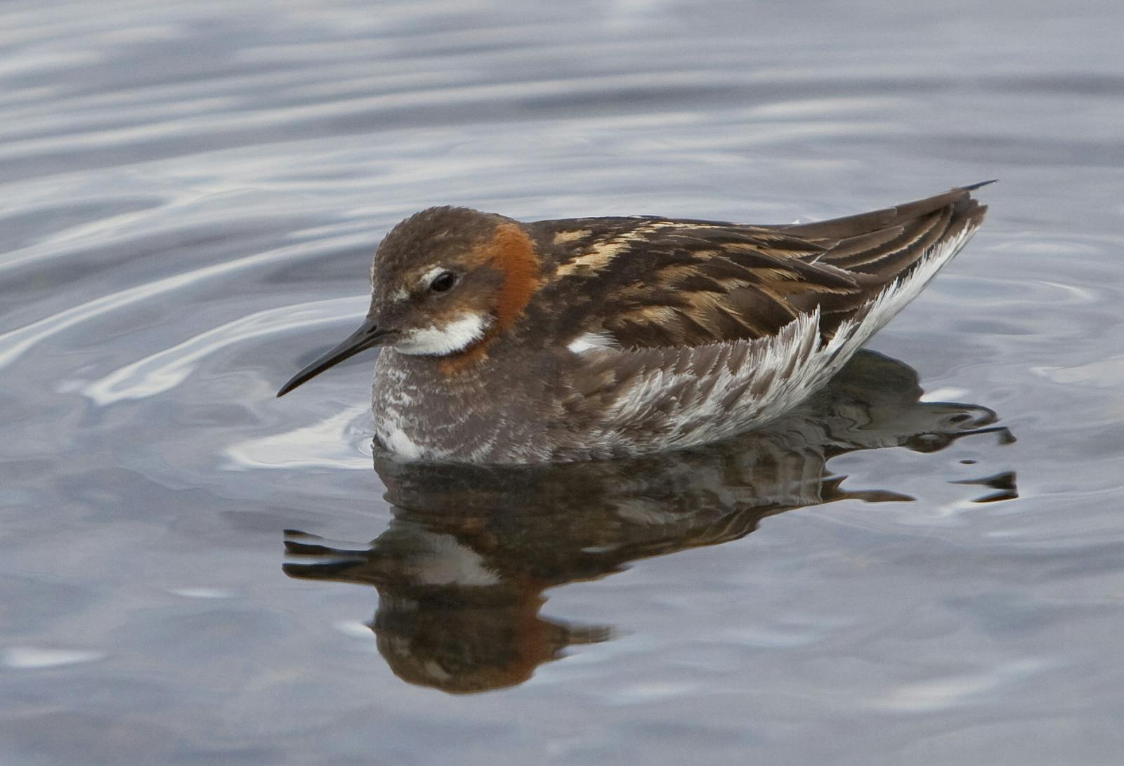 The Red-Necked Phalarope
