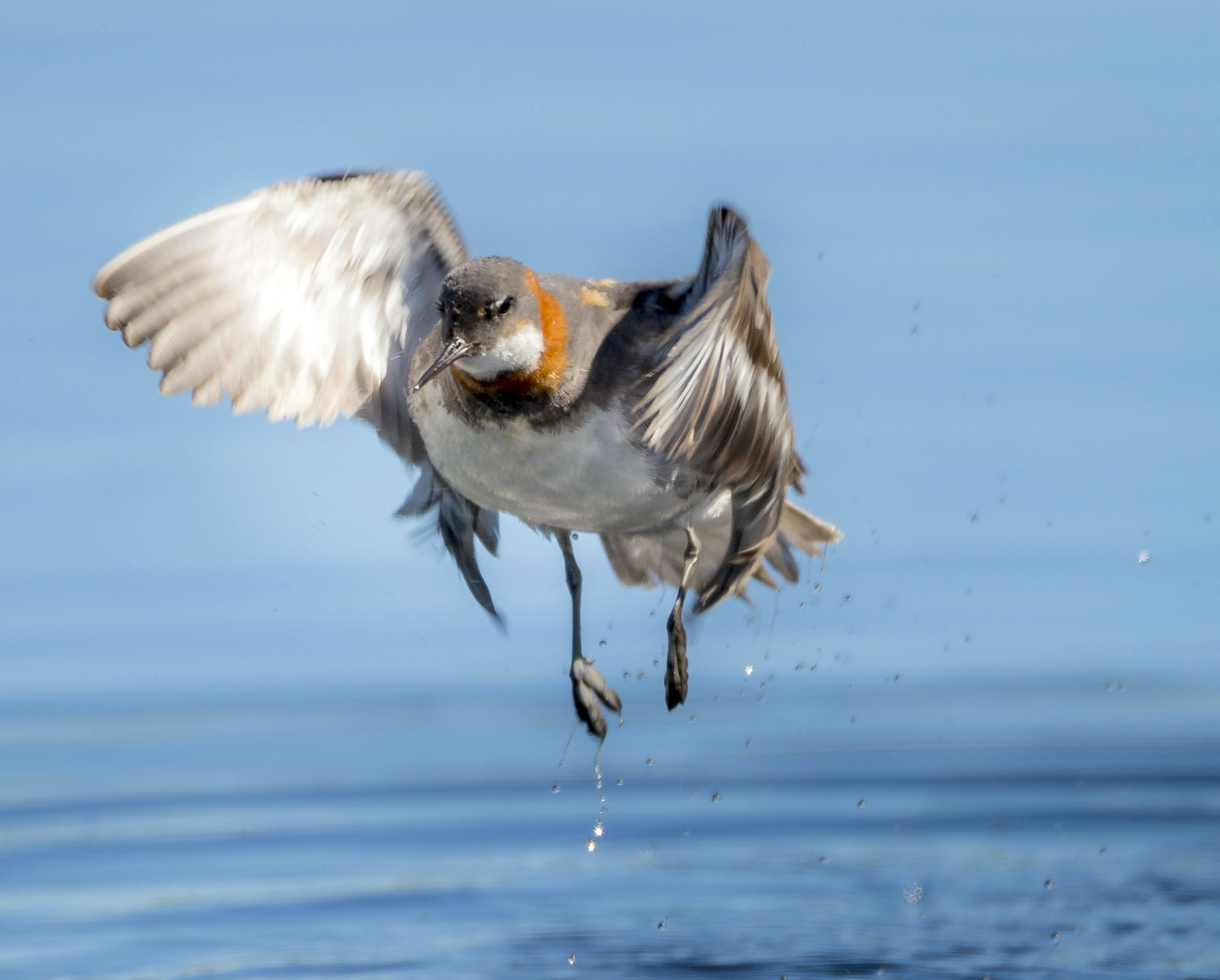 The Red-Necked Phalarope flying up from water 