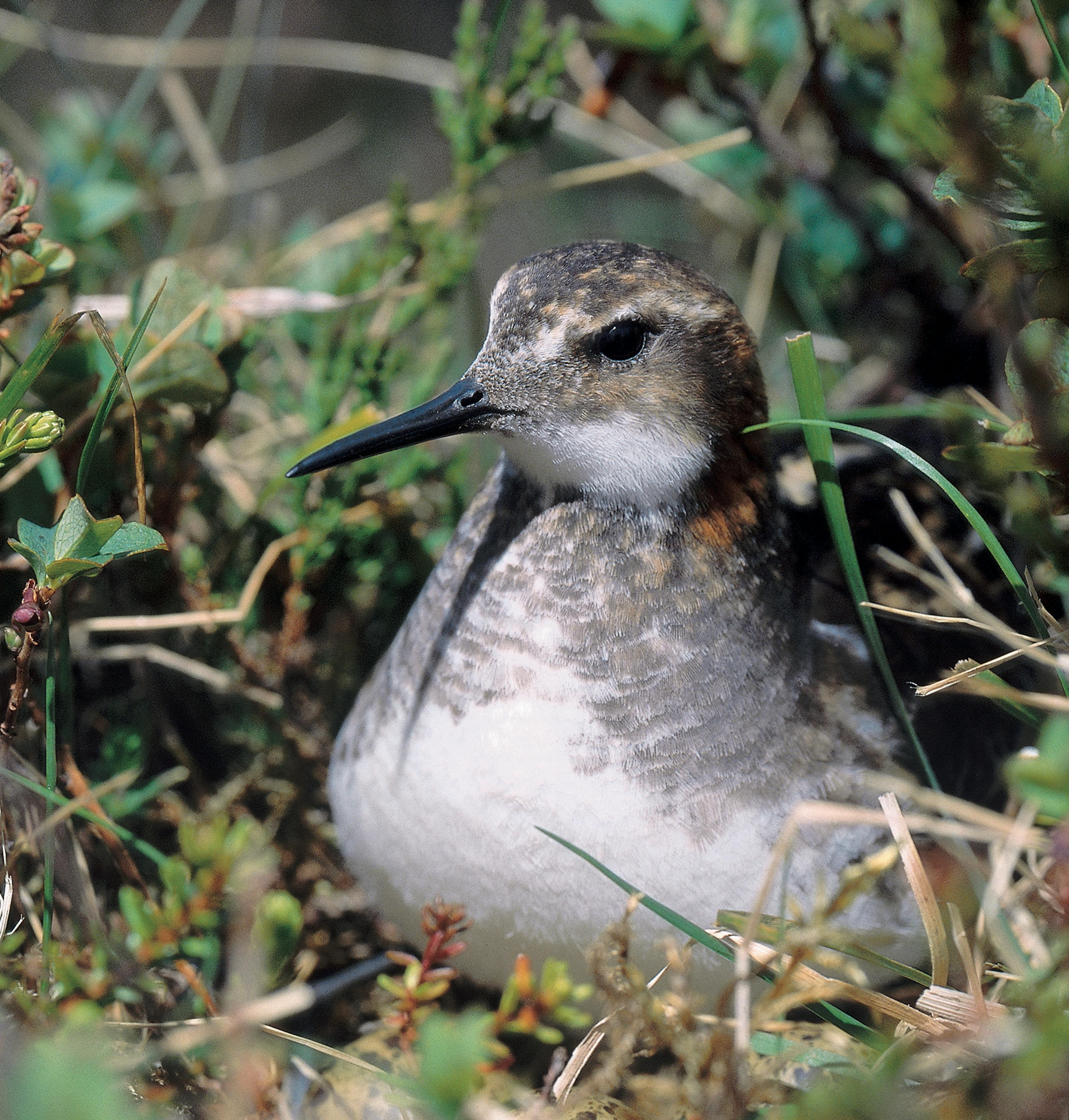 The Red-Necked Phalarope in bushes 