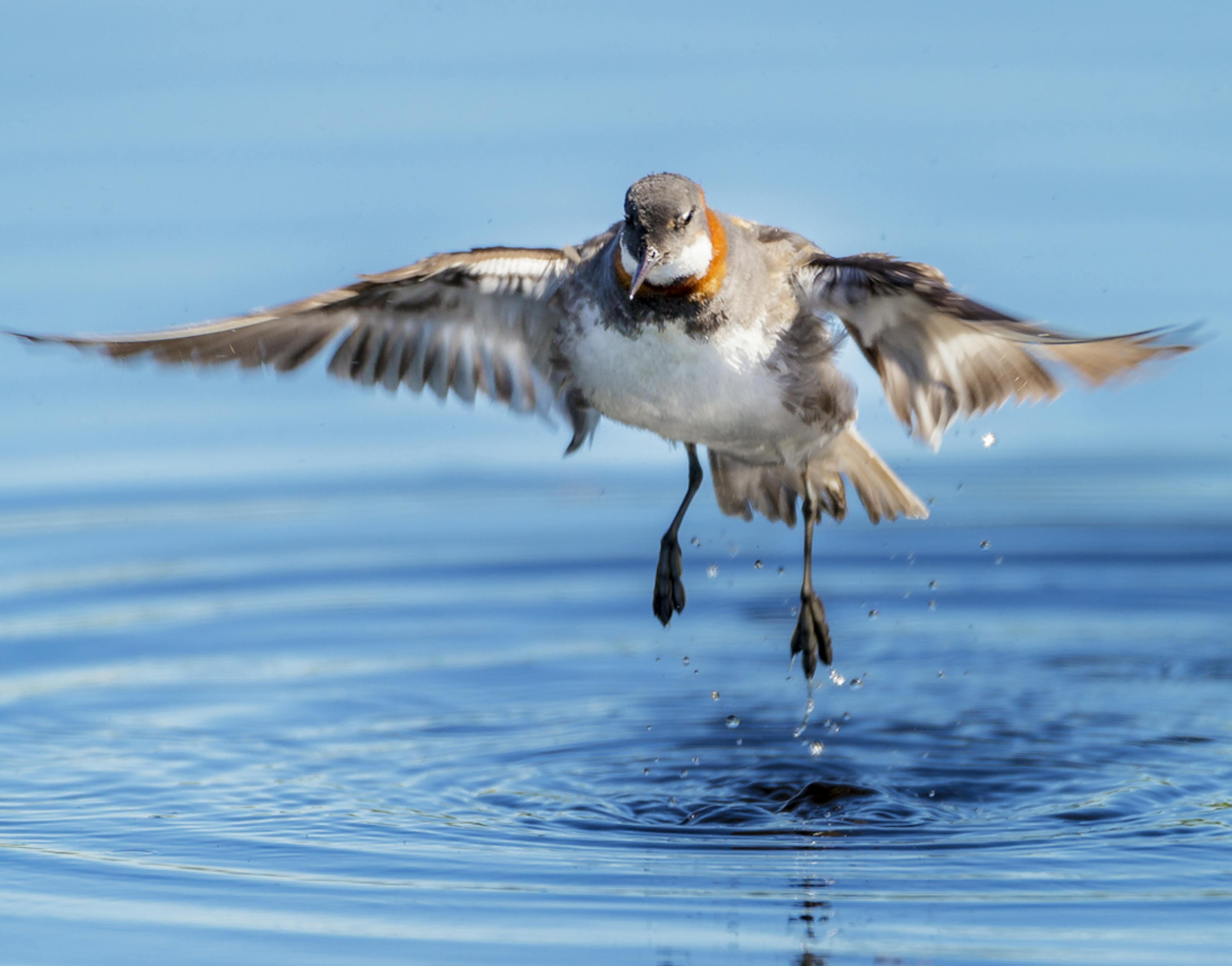 The Red-Necked Phalarope on water