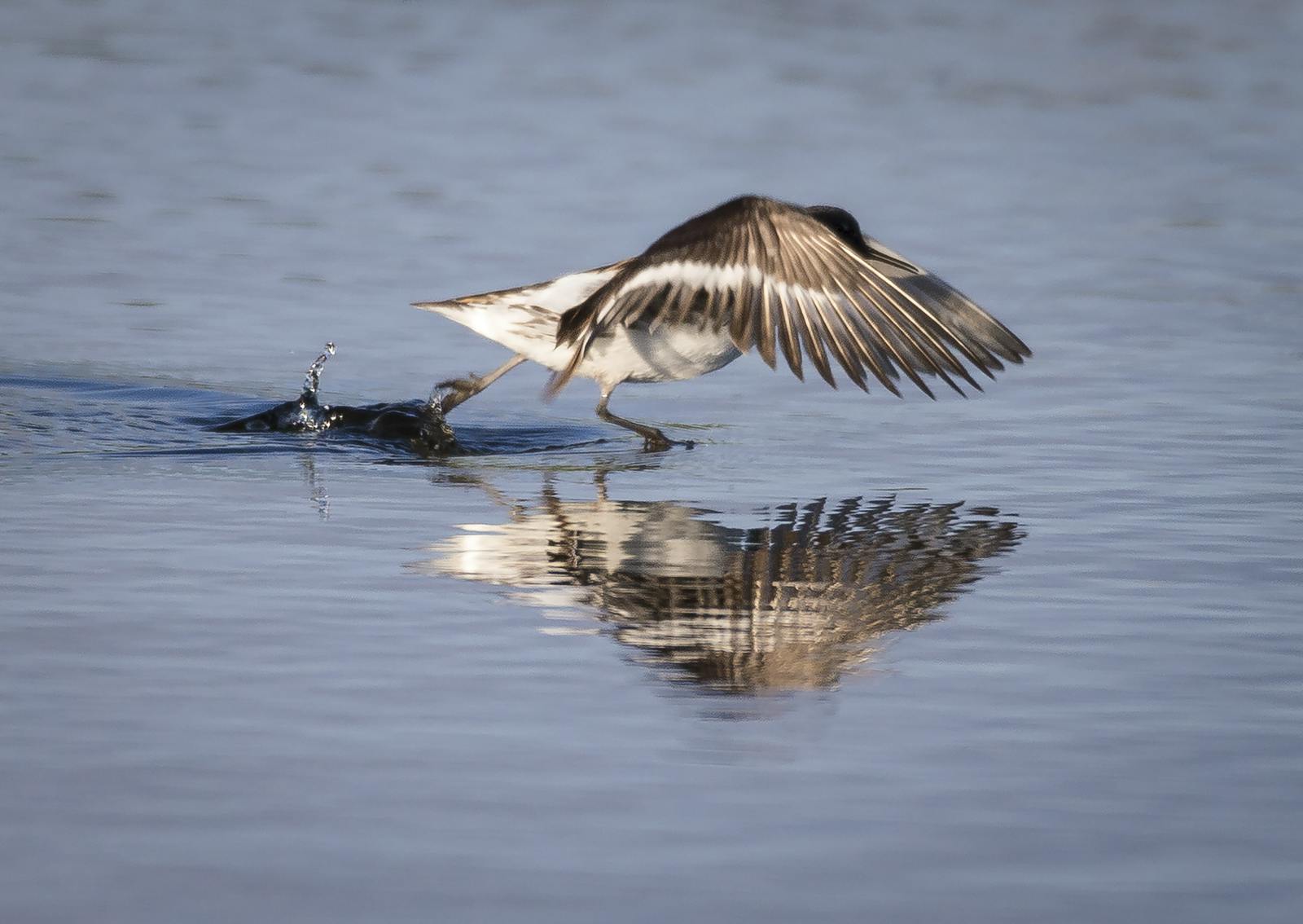 The Red-Necked Phalarope in lake
