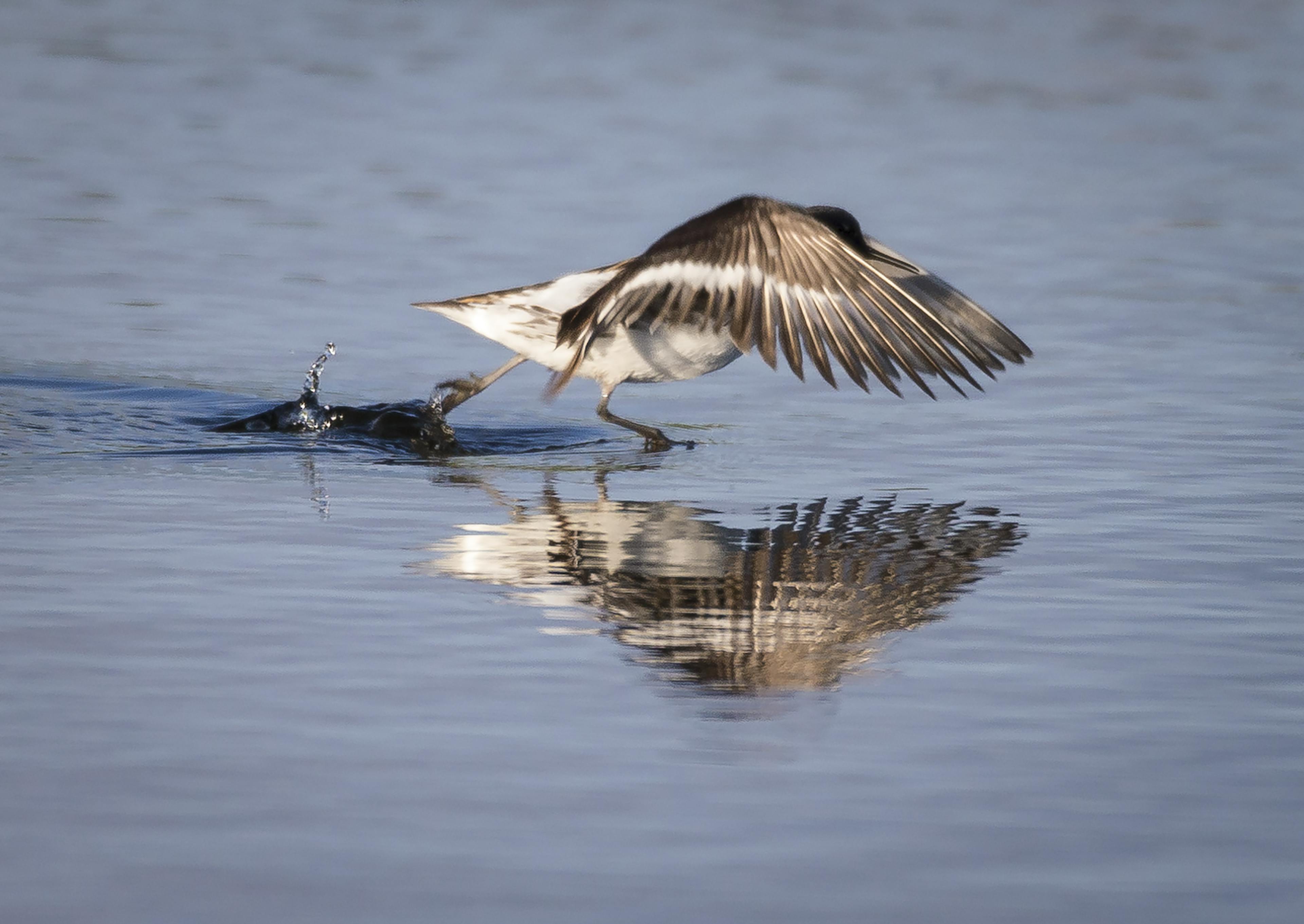 The Red-Necked Phalarope in lake 