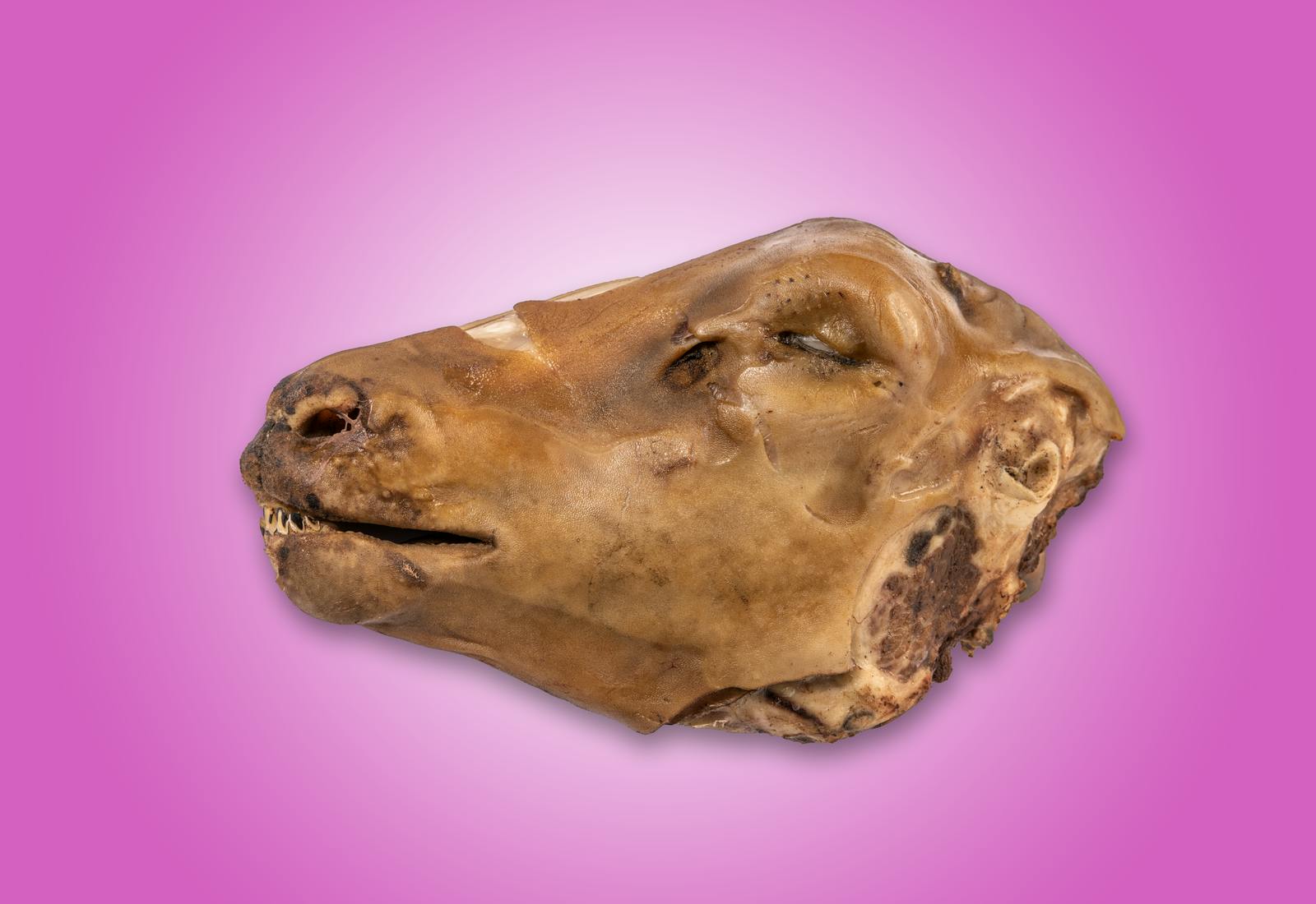 Sviður icelandic sheep head