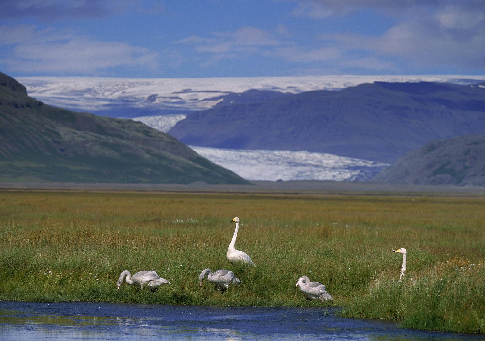 Vatnajökull National Park during summer with swans near lake on grass