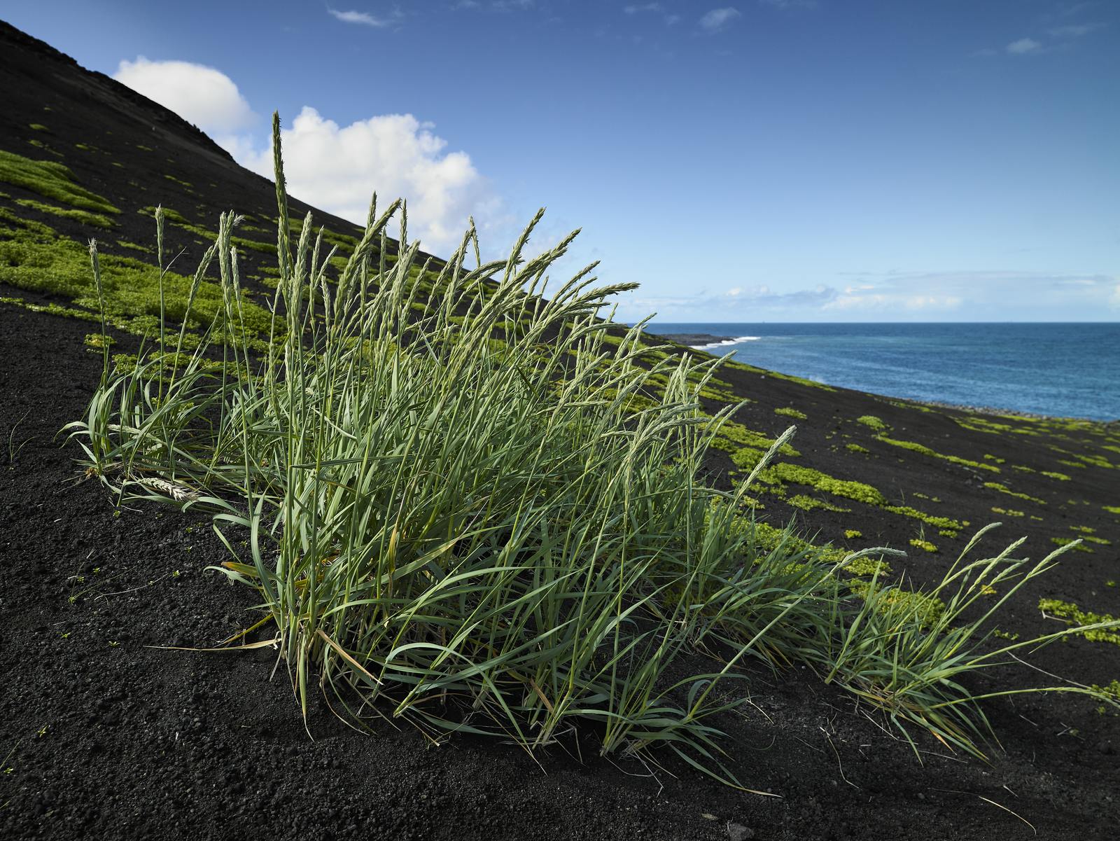 Nature of Surtsey island
