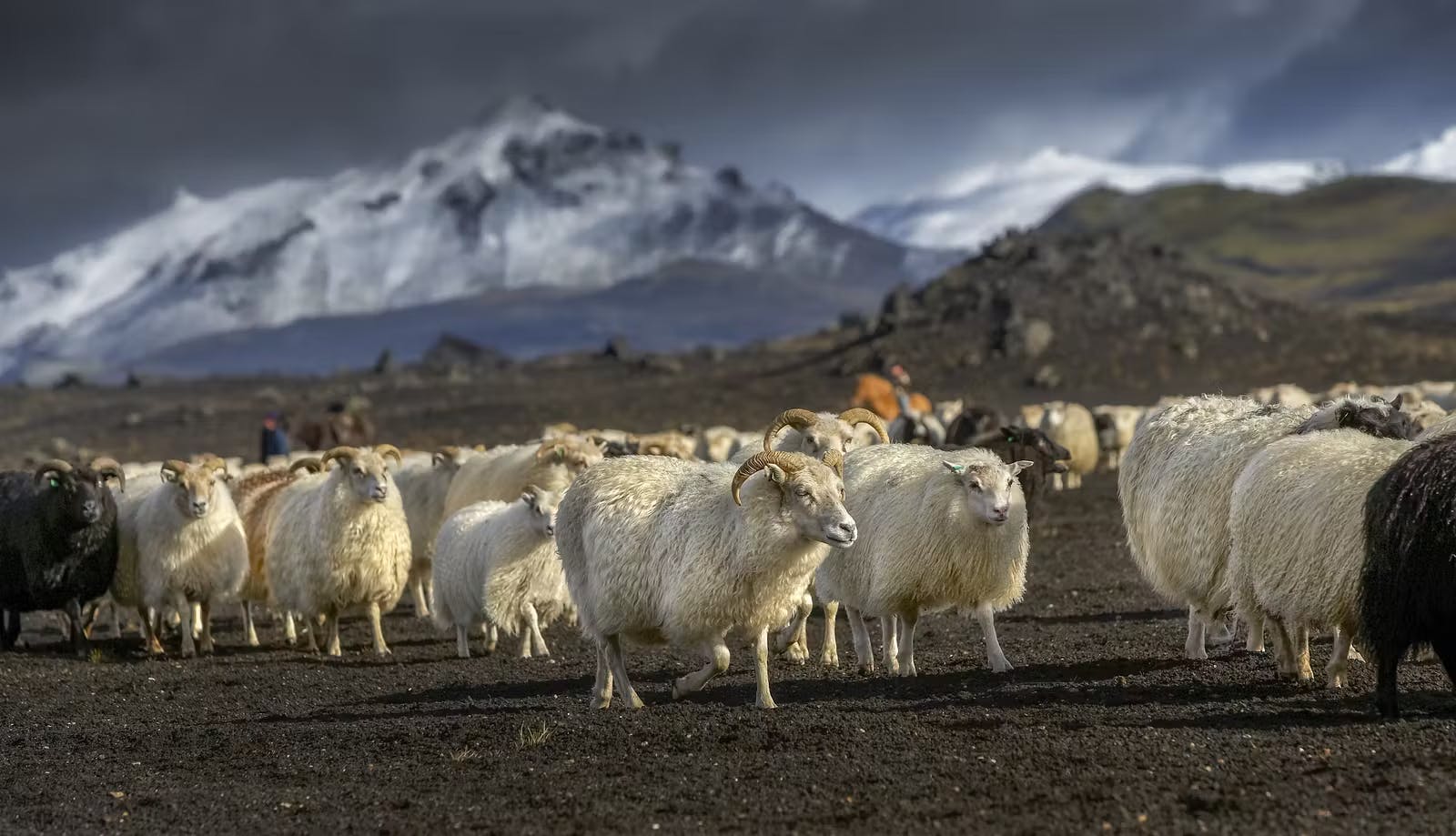 Icelandic wild sheep in nature