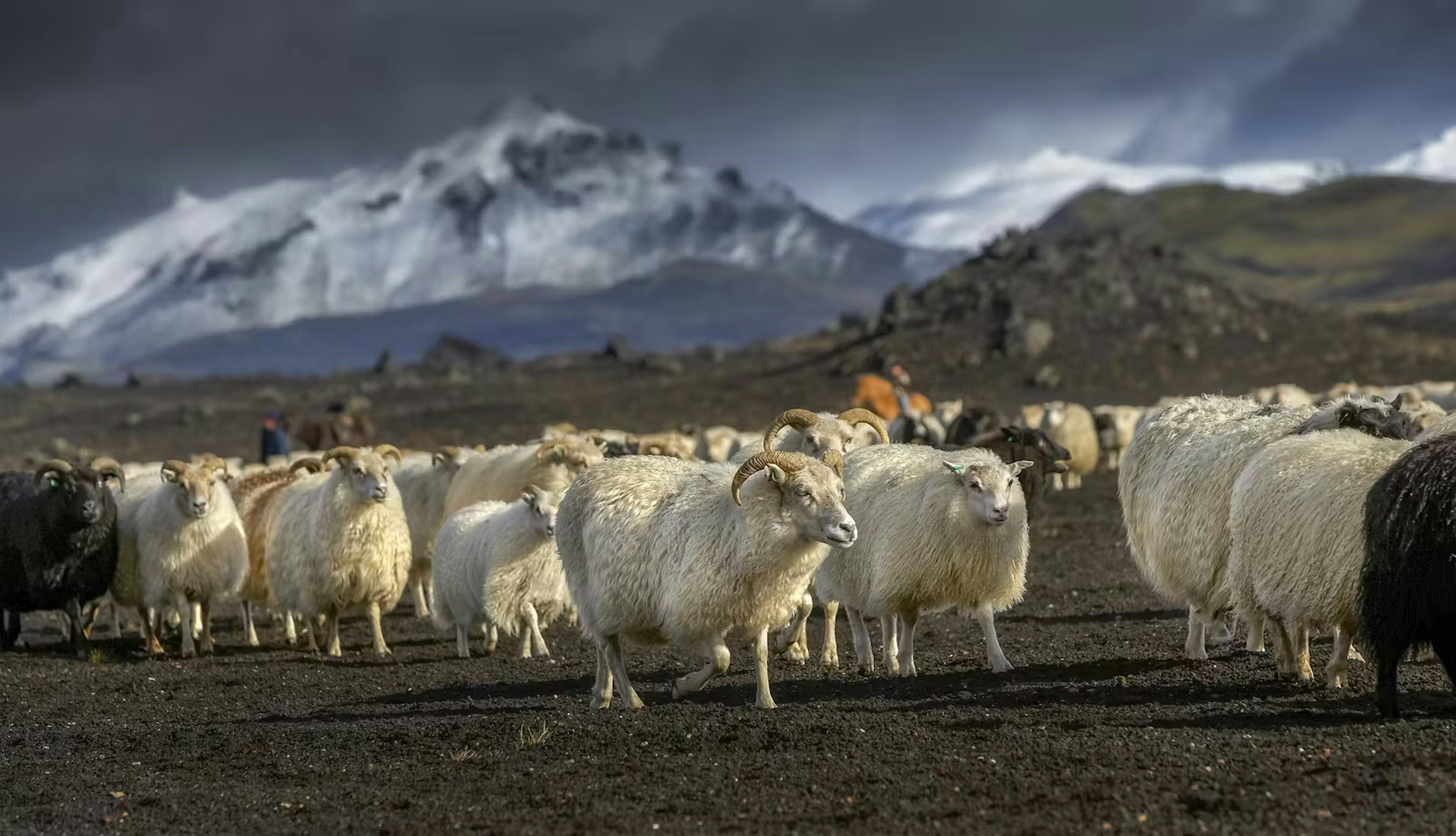 Icelandic wild sheep in nature 