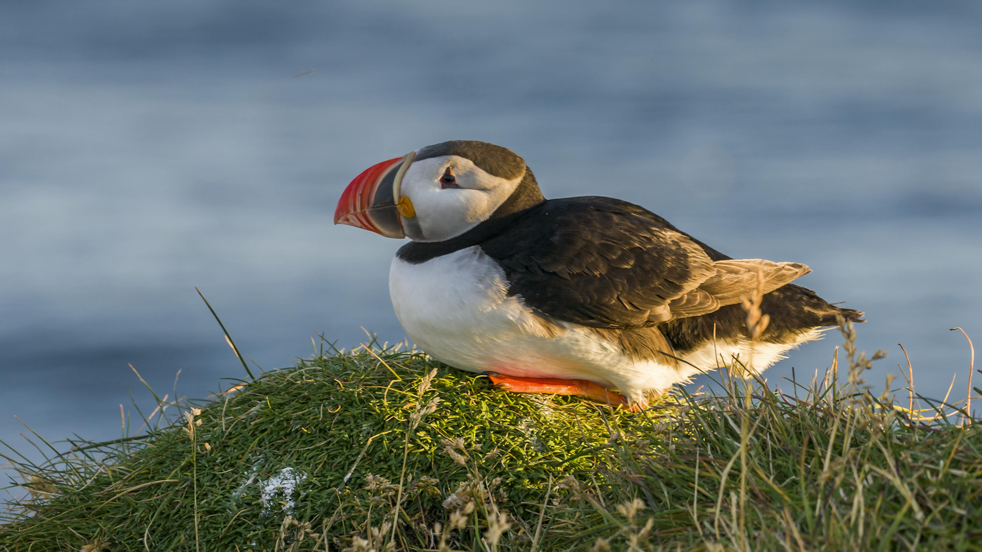 Puffin sitting on cliff