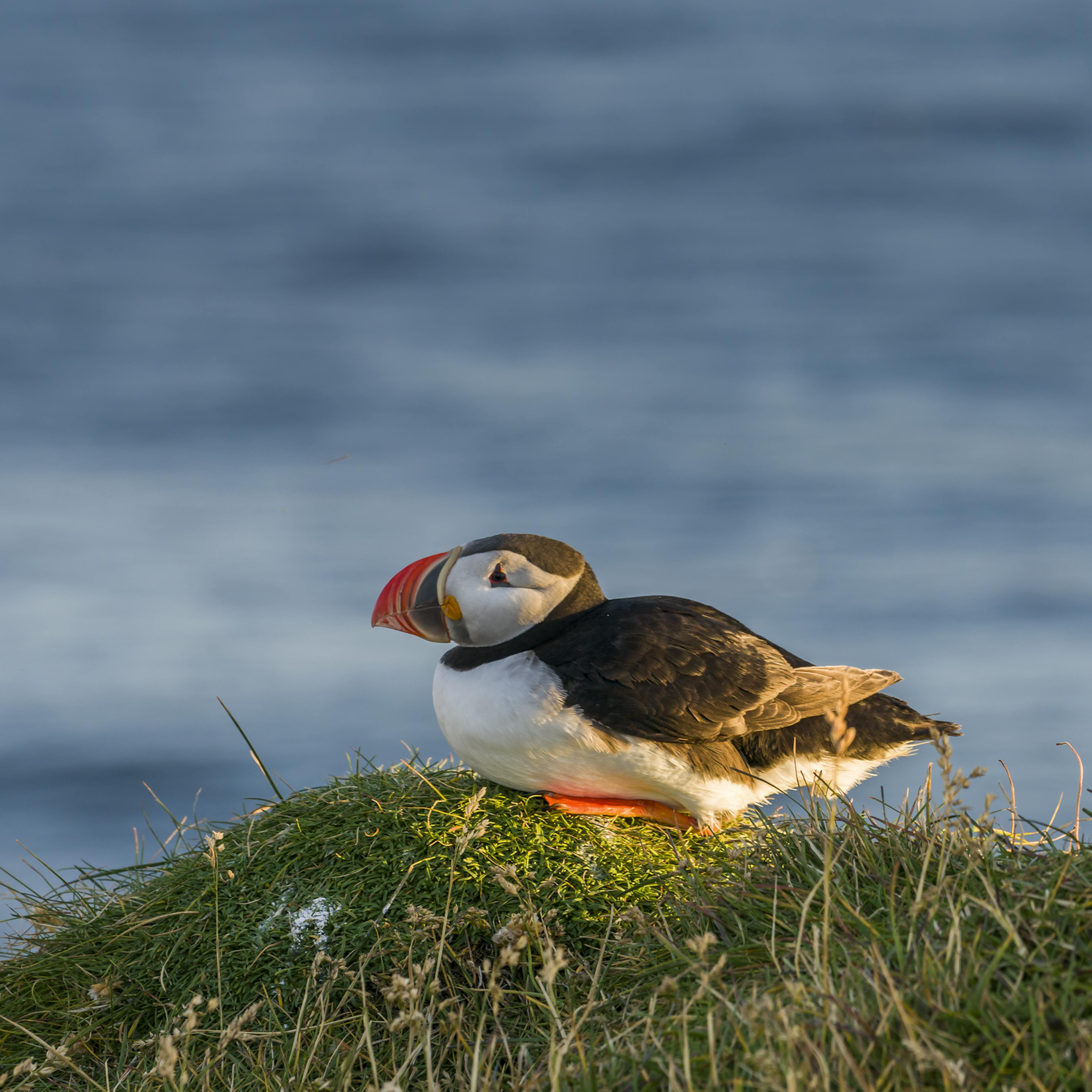 Puffin sitting on cliff