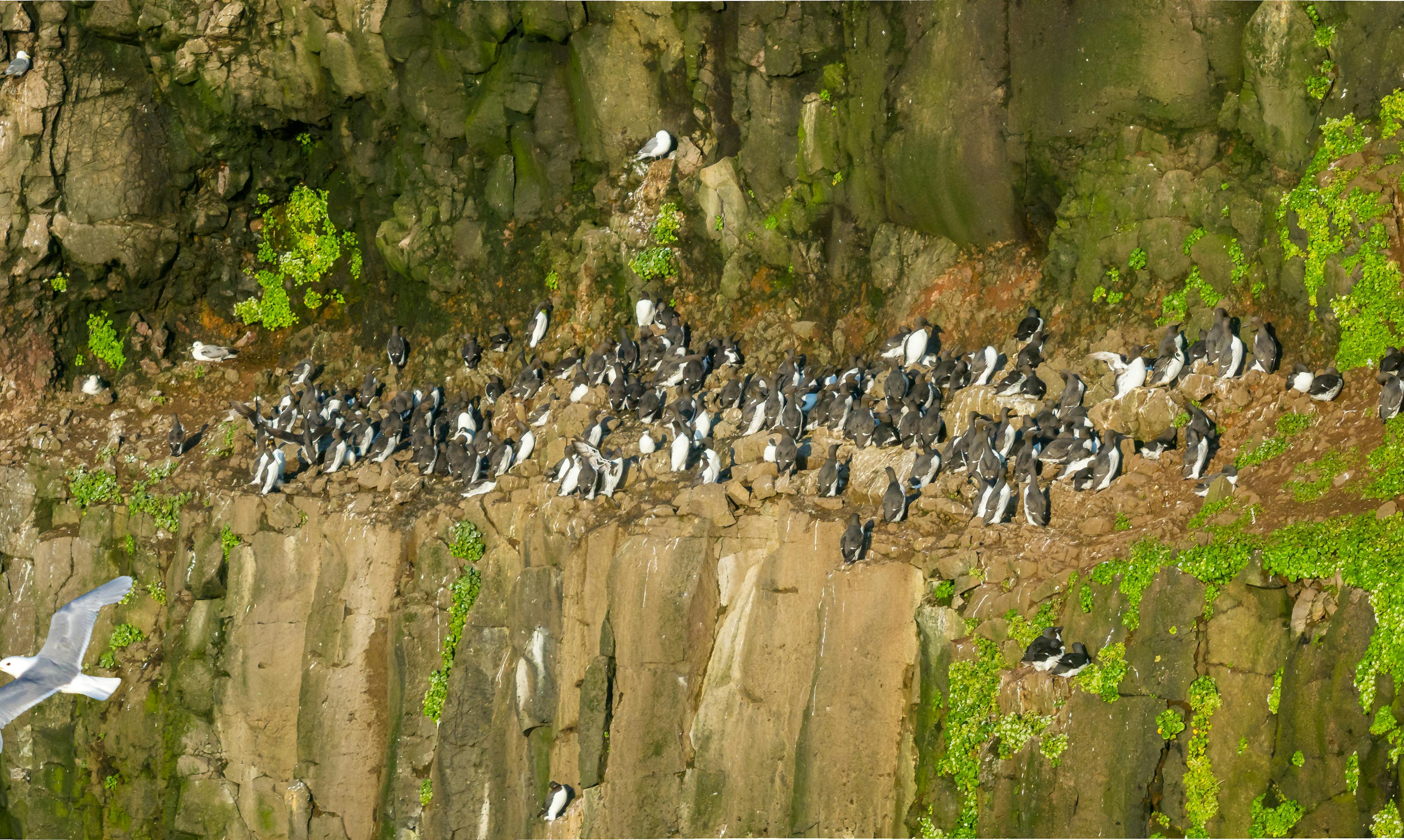 Birds at Latrabjarg Cliff