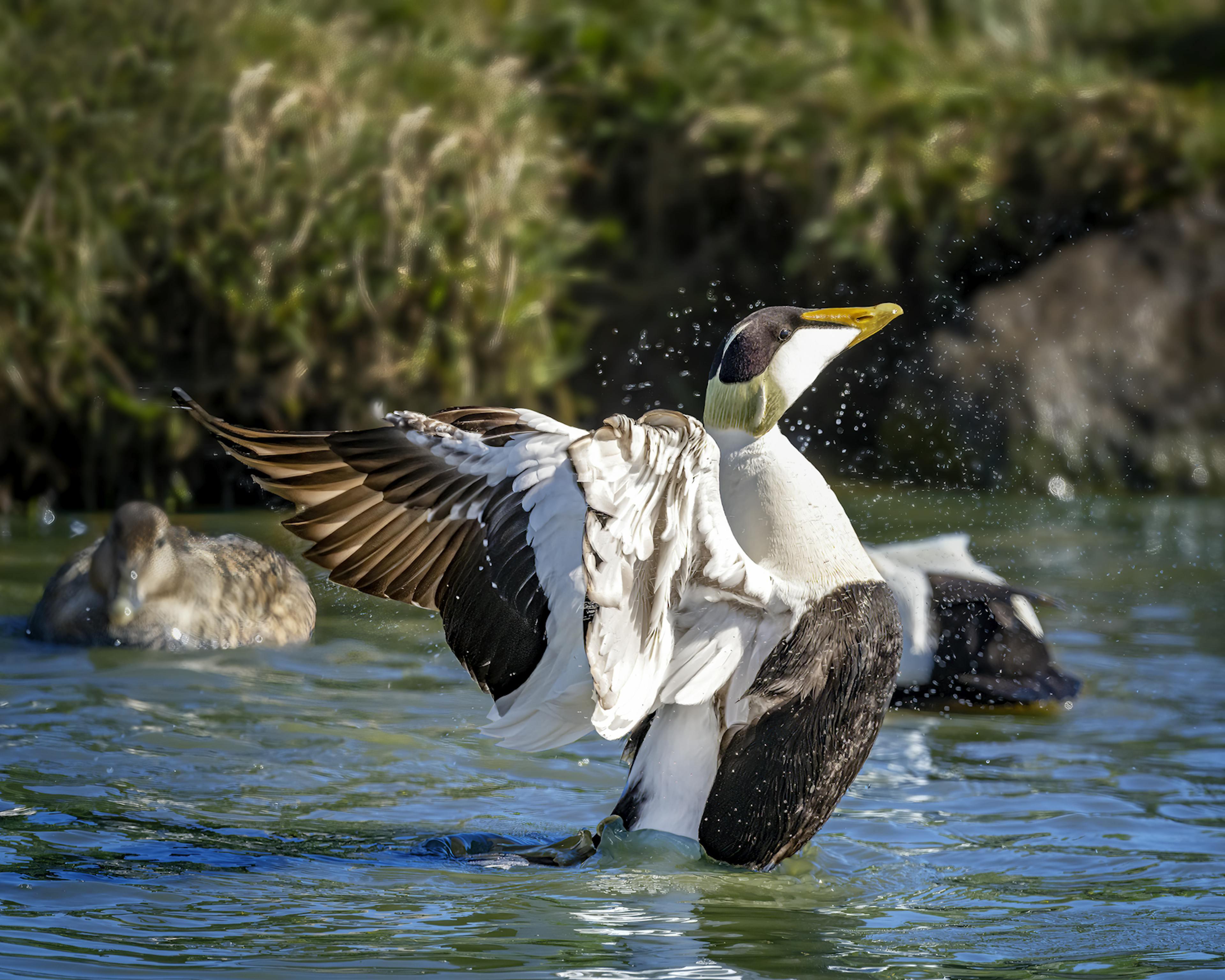 The Common Eider stretchings his wings in the water