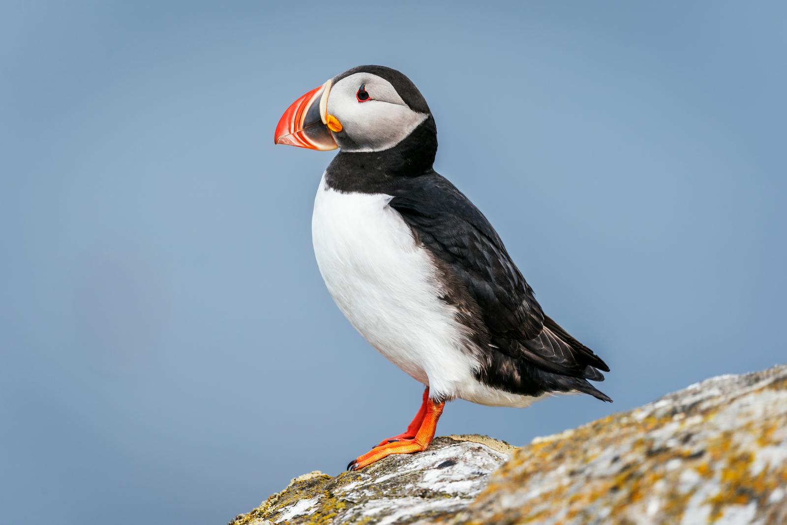 Puffin