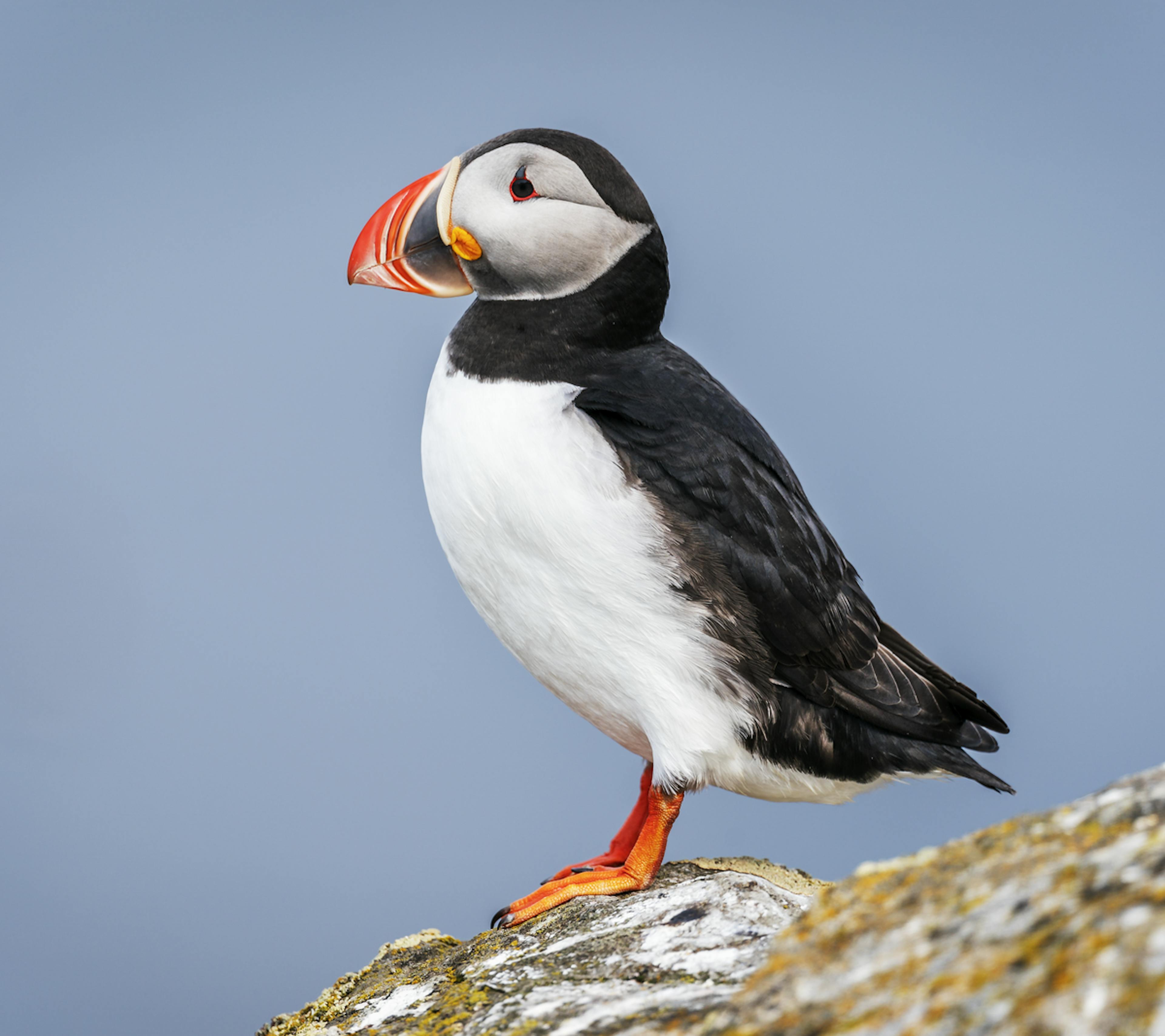 Puffin 