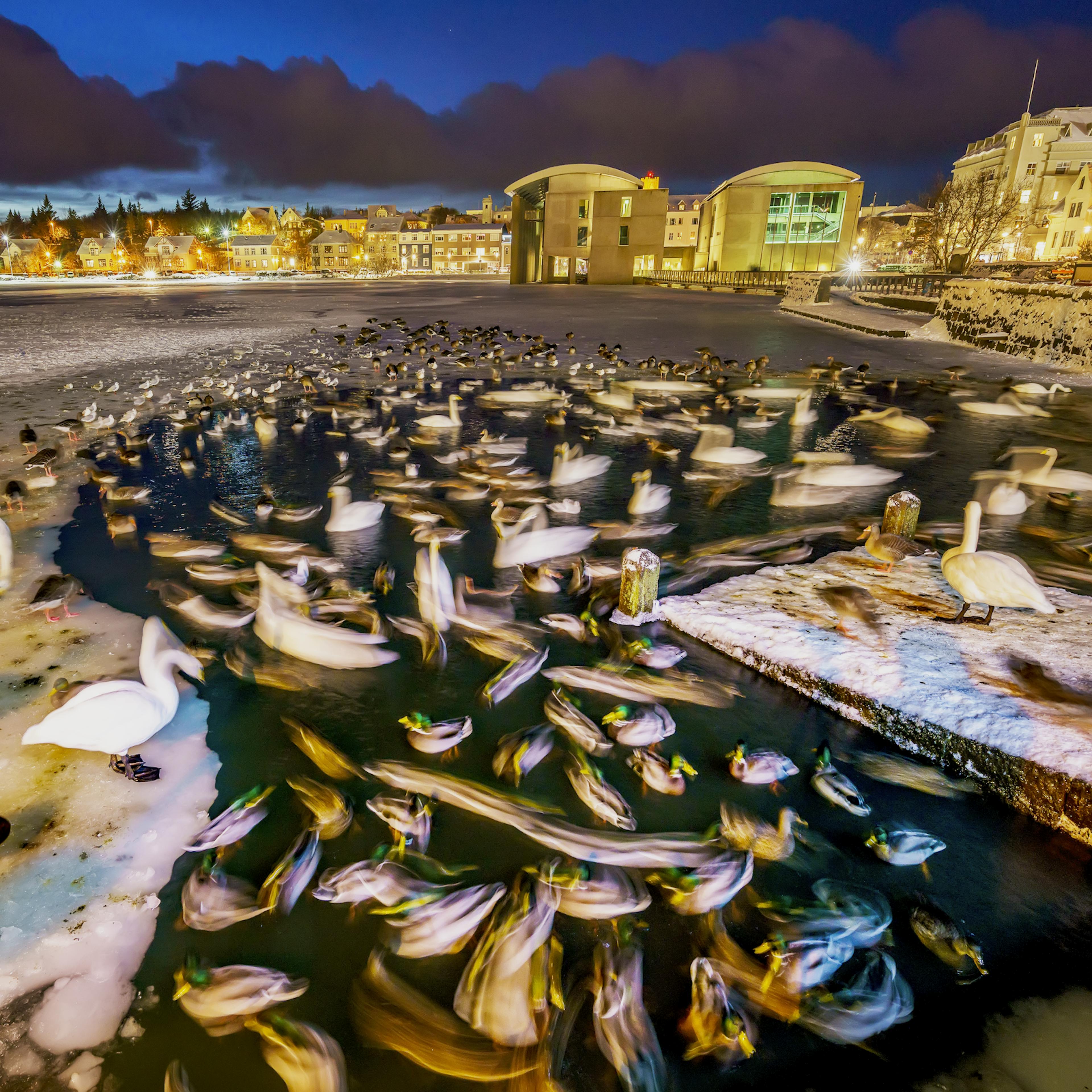 Ducks in the Reykjavik Pond