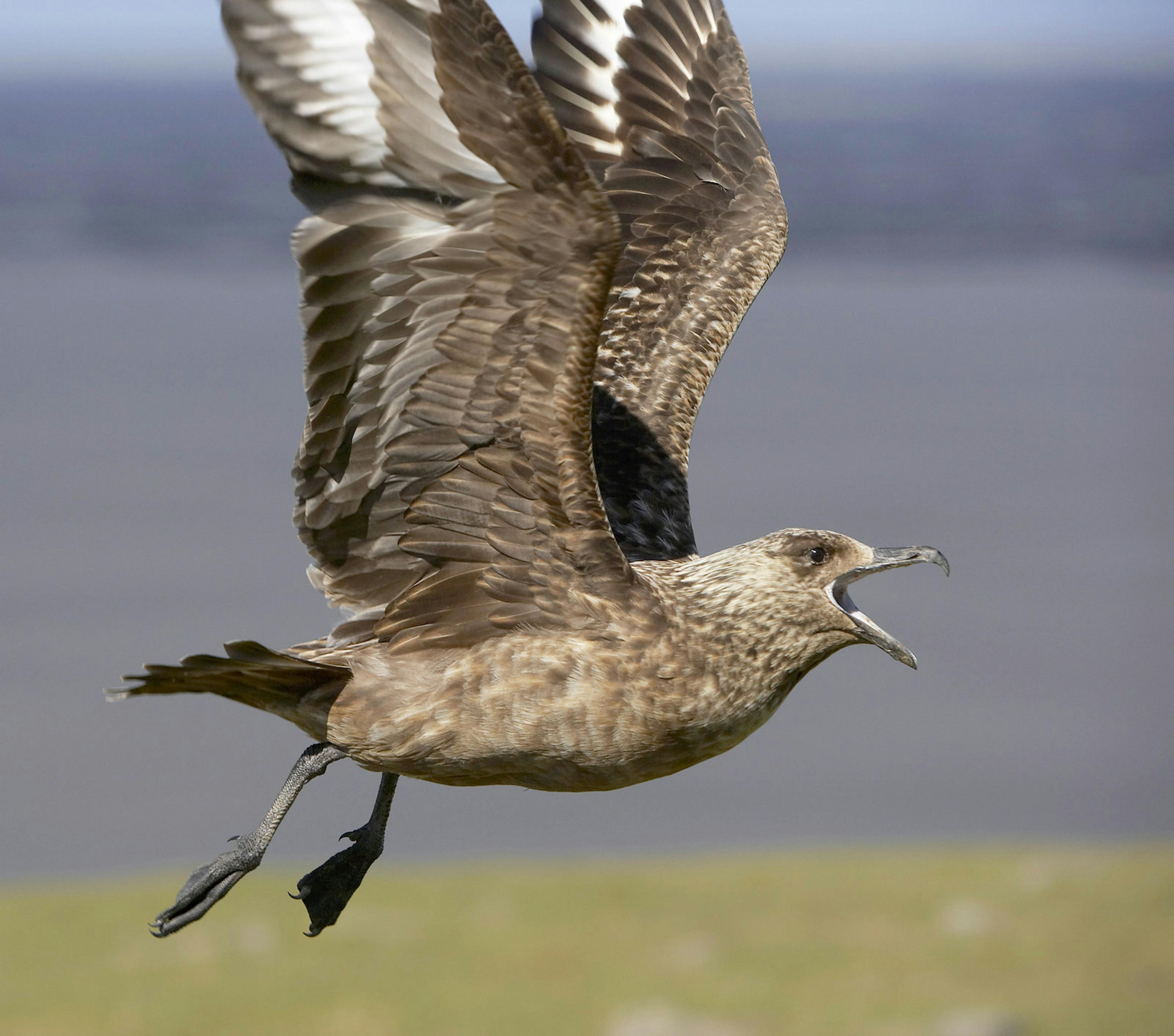 Great Skua