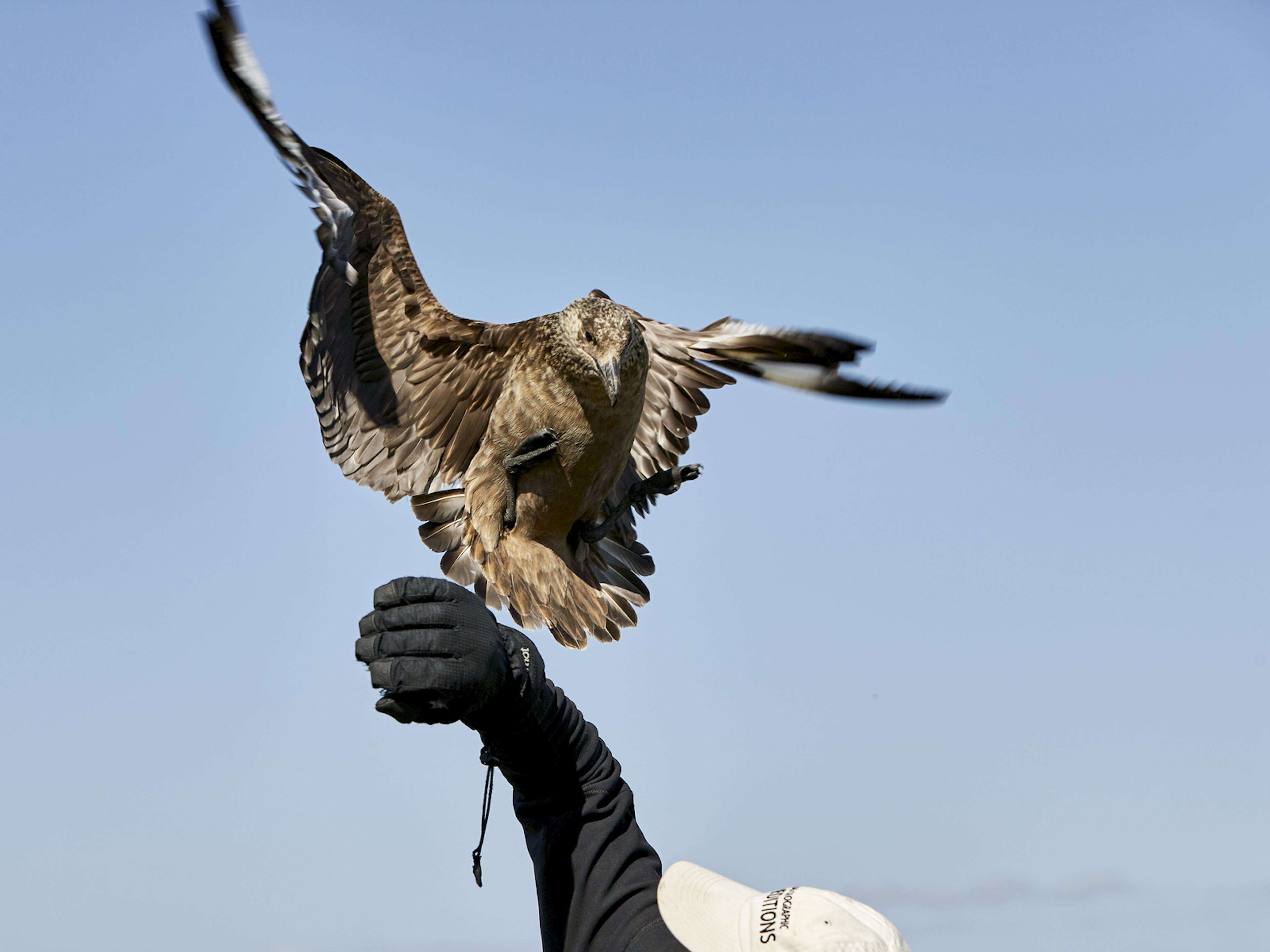 Great Skua landing on man's arm