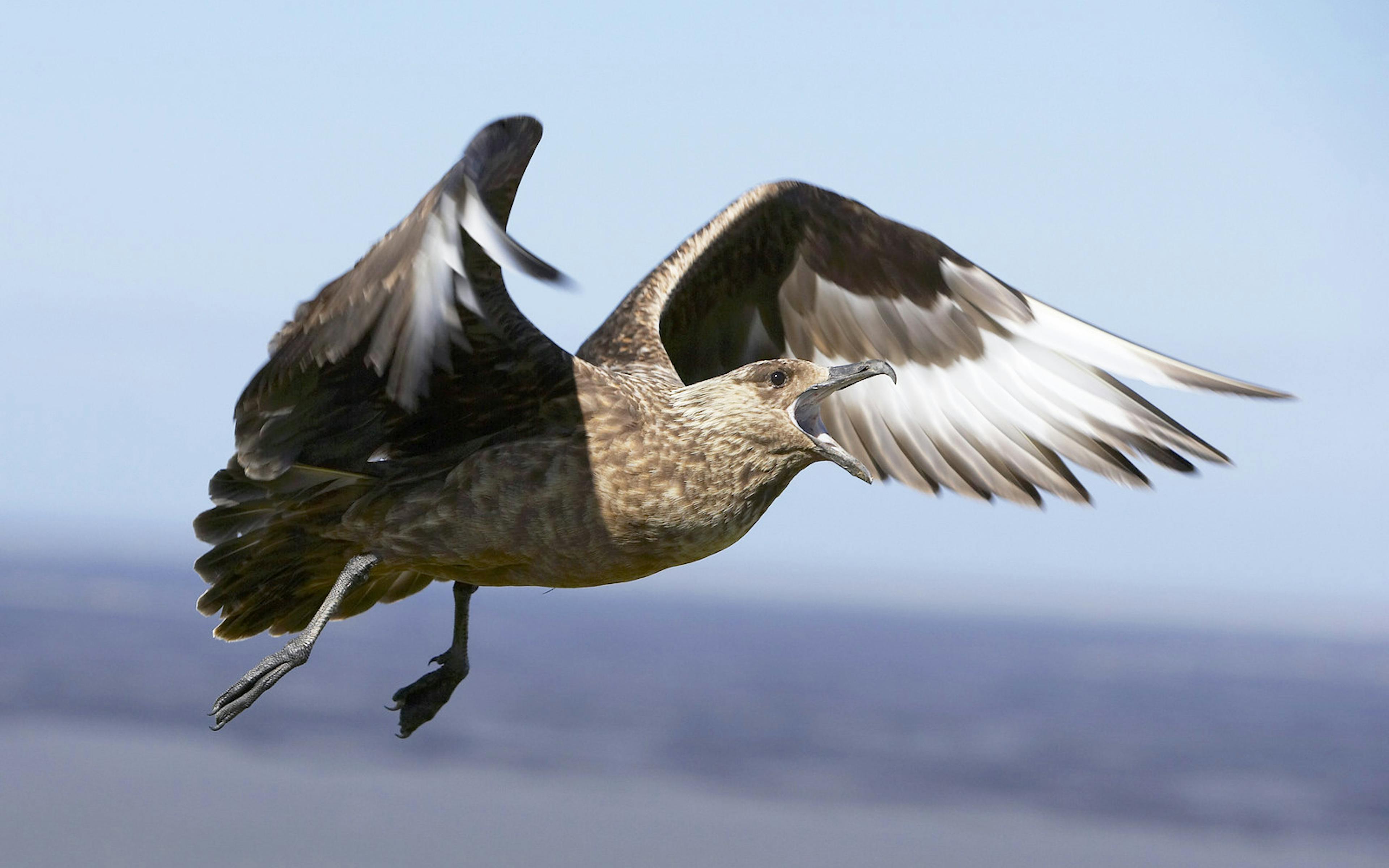 Great Skua attacking