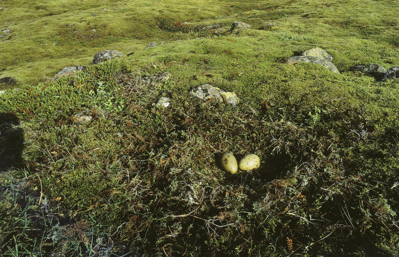 Great Skua eggs