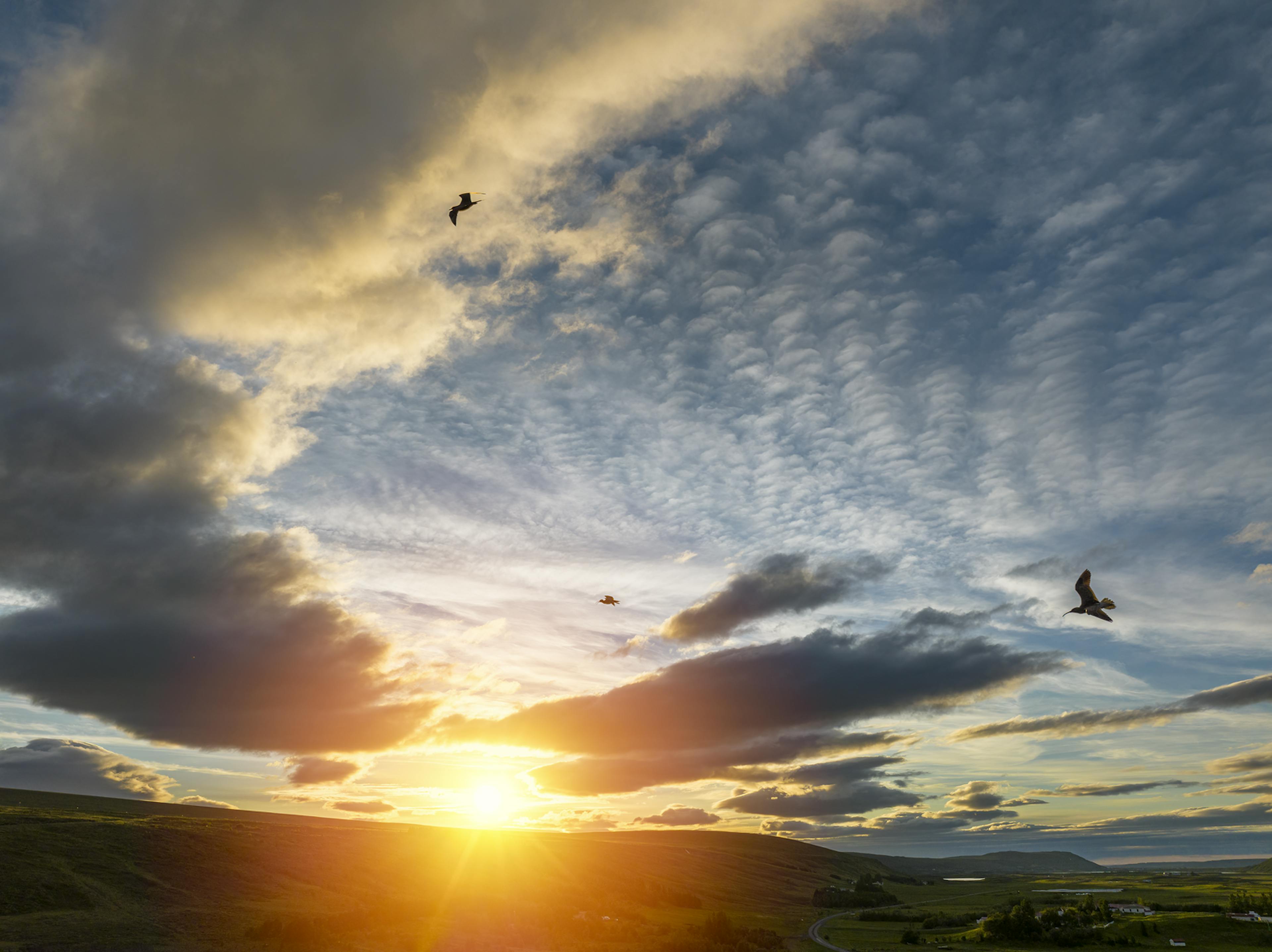 Whimblers flying during sunset