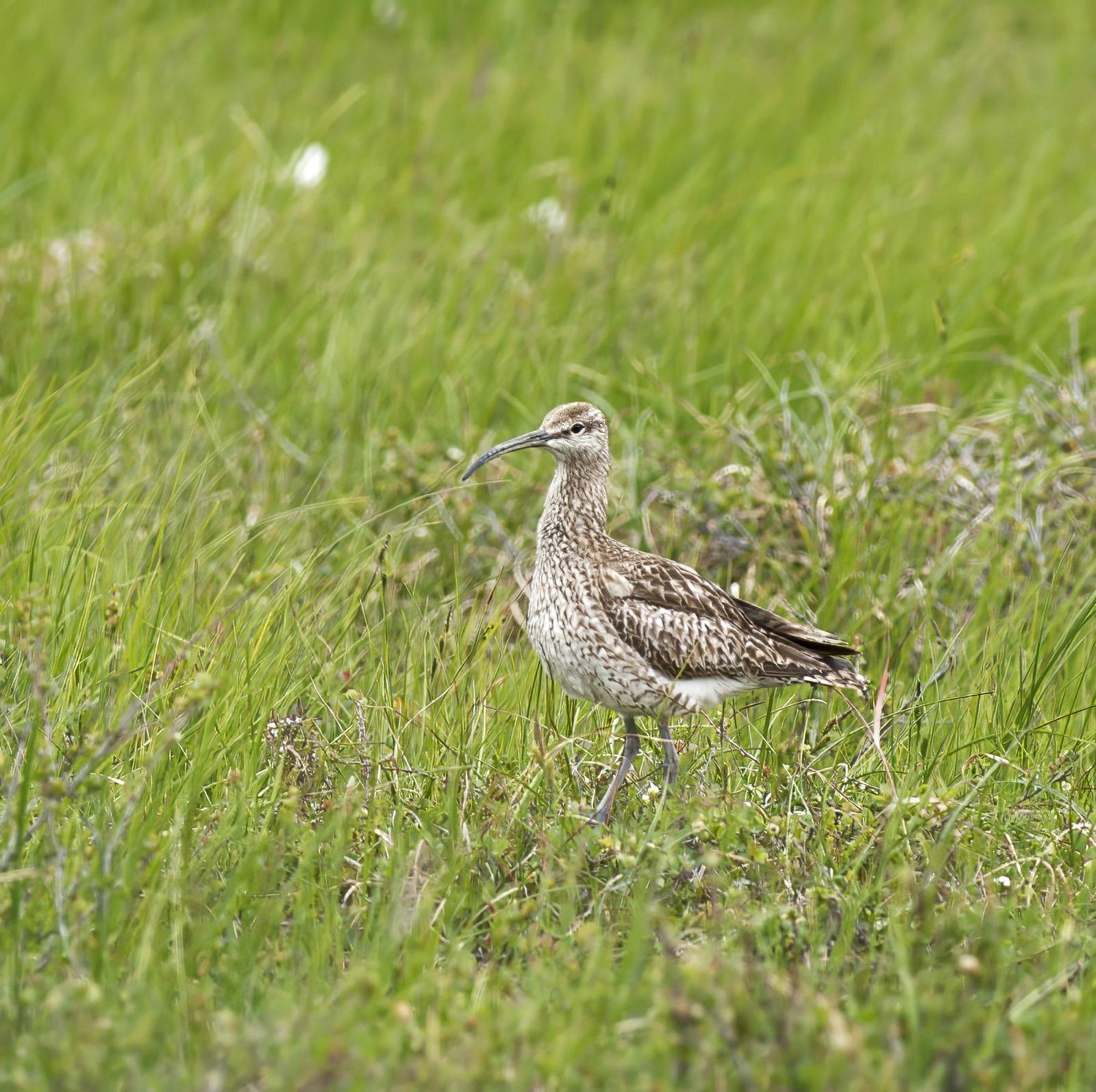 Whimbrel