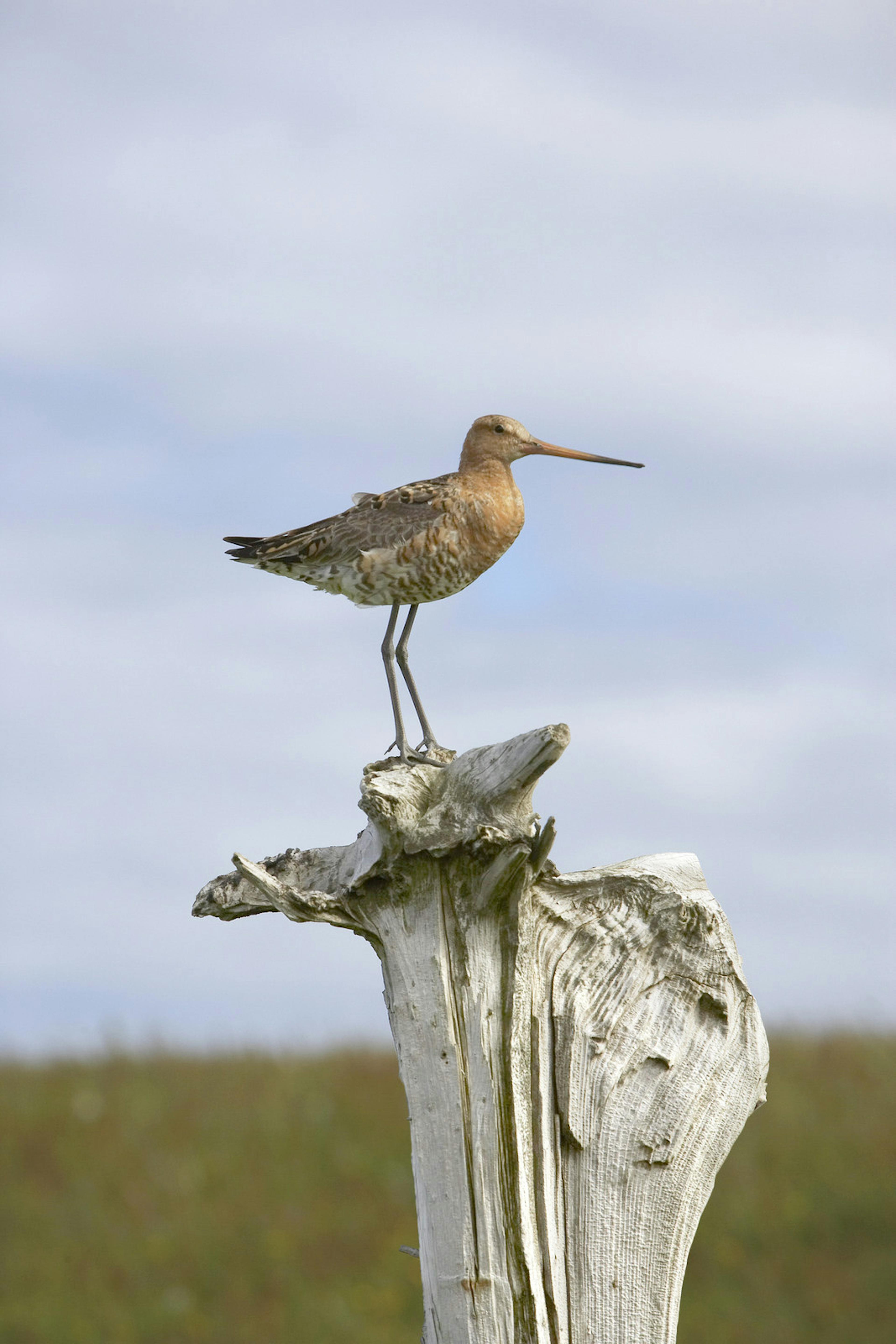 whimbrel sitting on a tree stoop