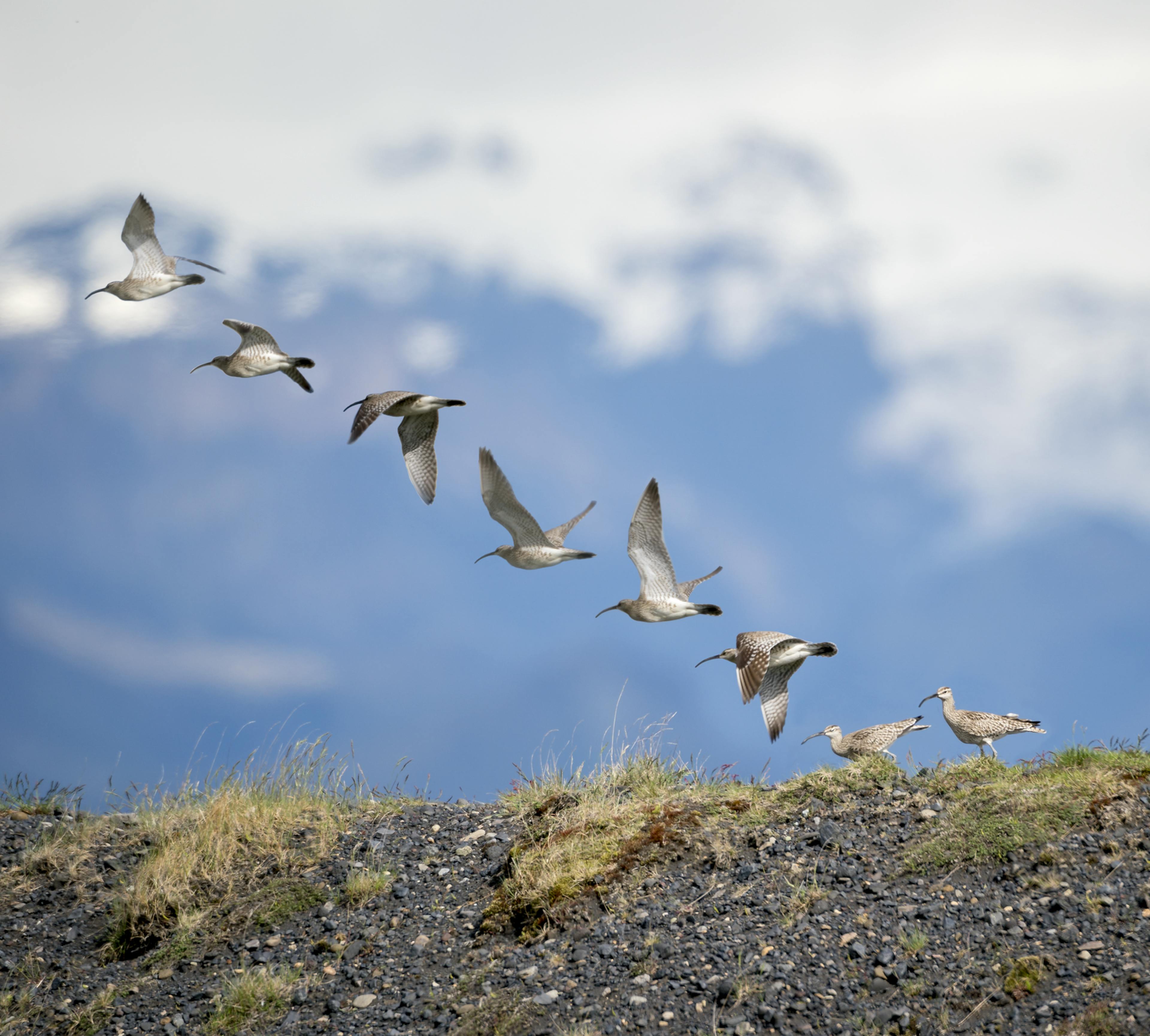 many whimbrels flying