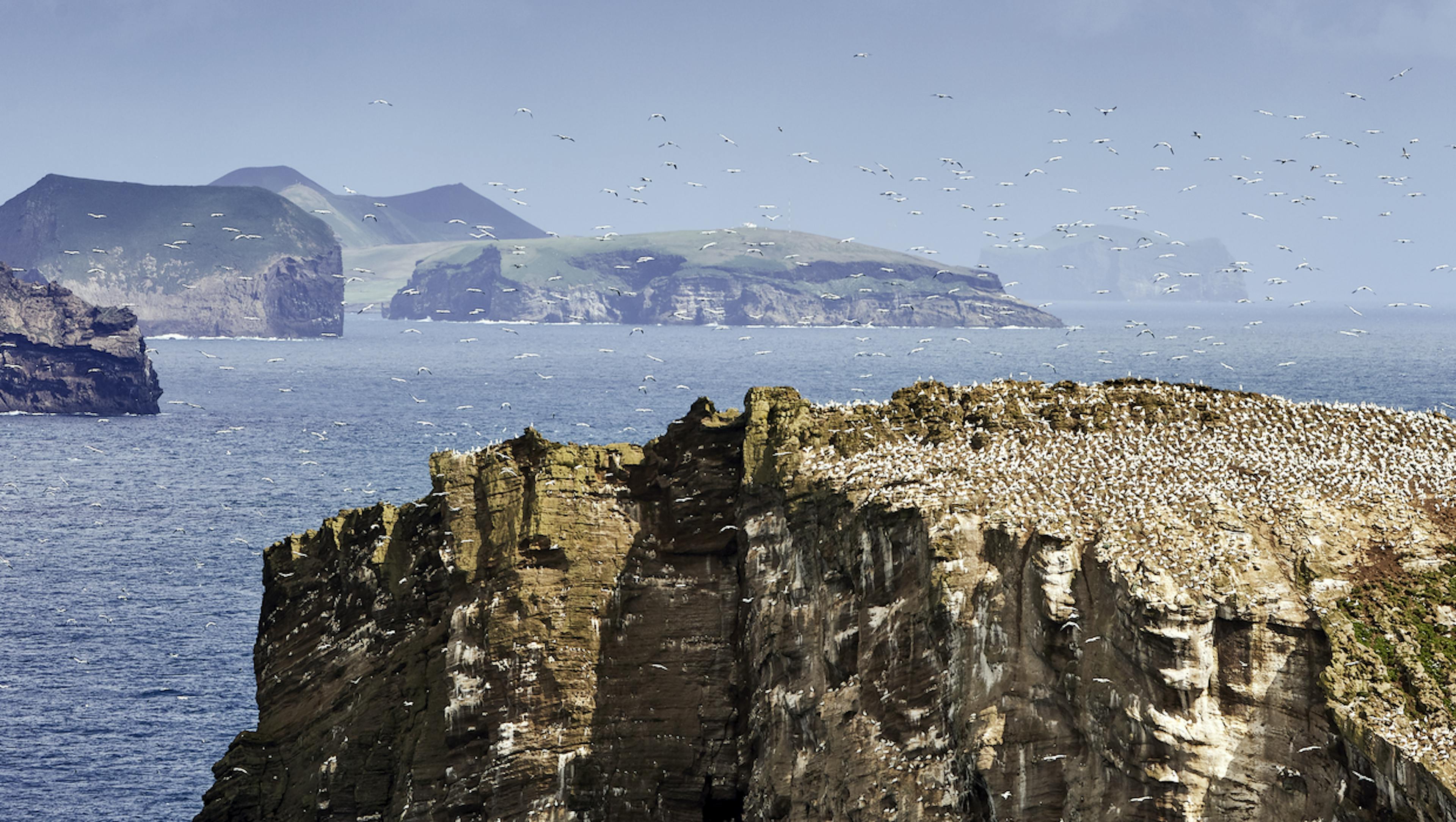 A far away shot of northern gannets on a shorecliff