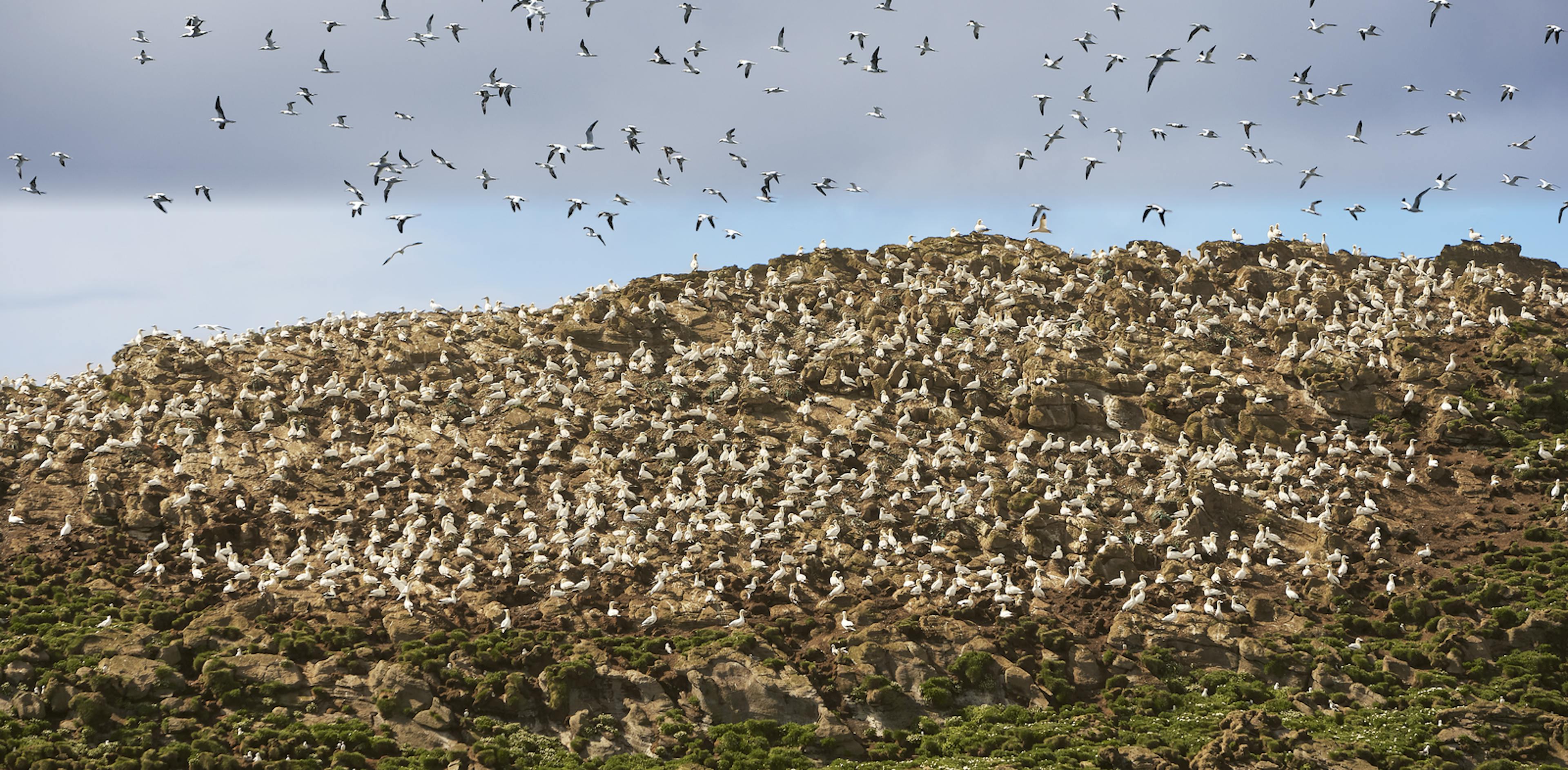 northern gannet on hill and some flying 