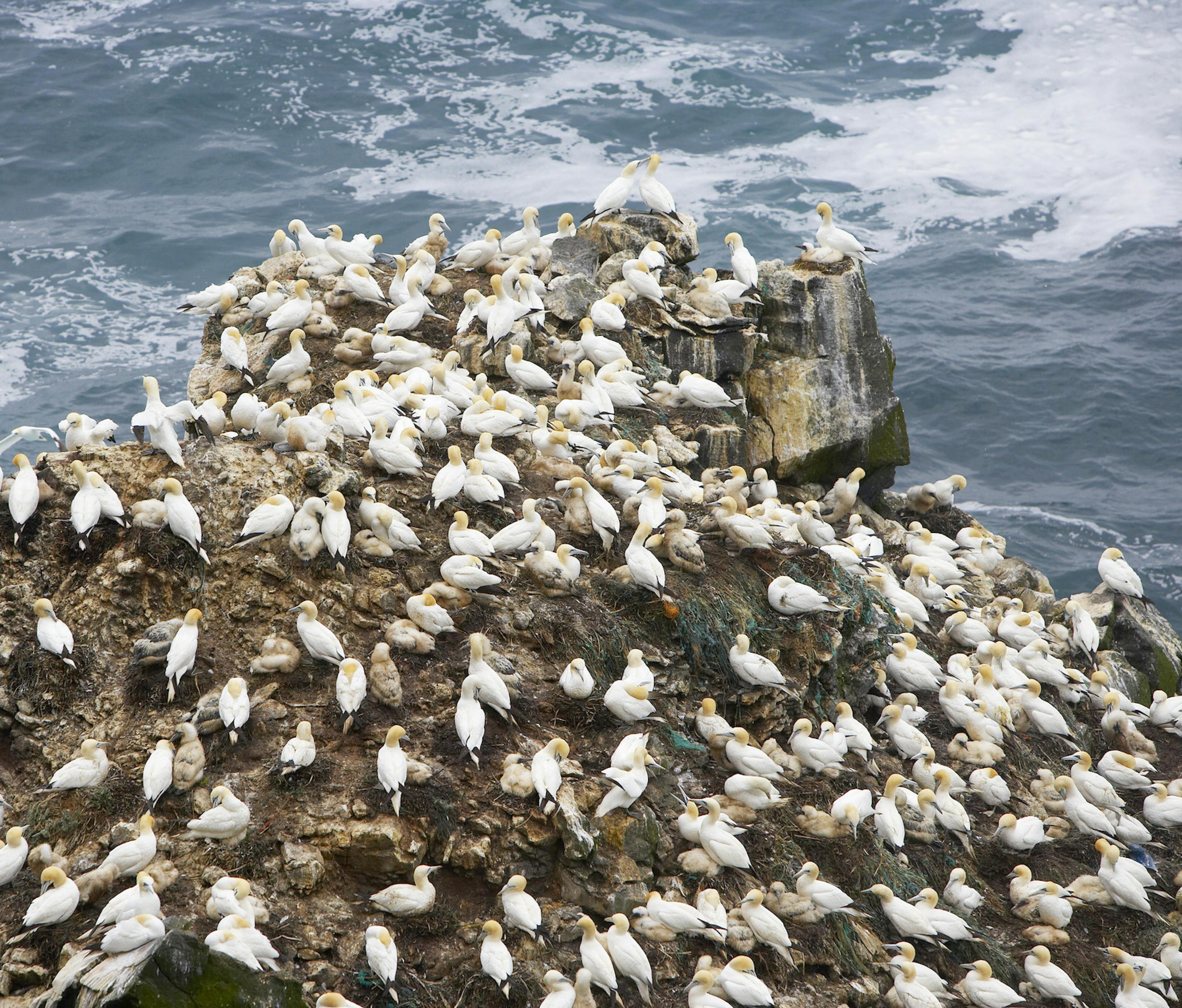 hundreds of northern gannets on cliff