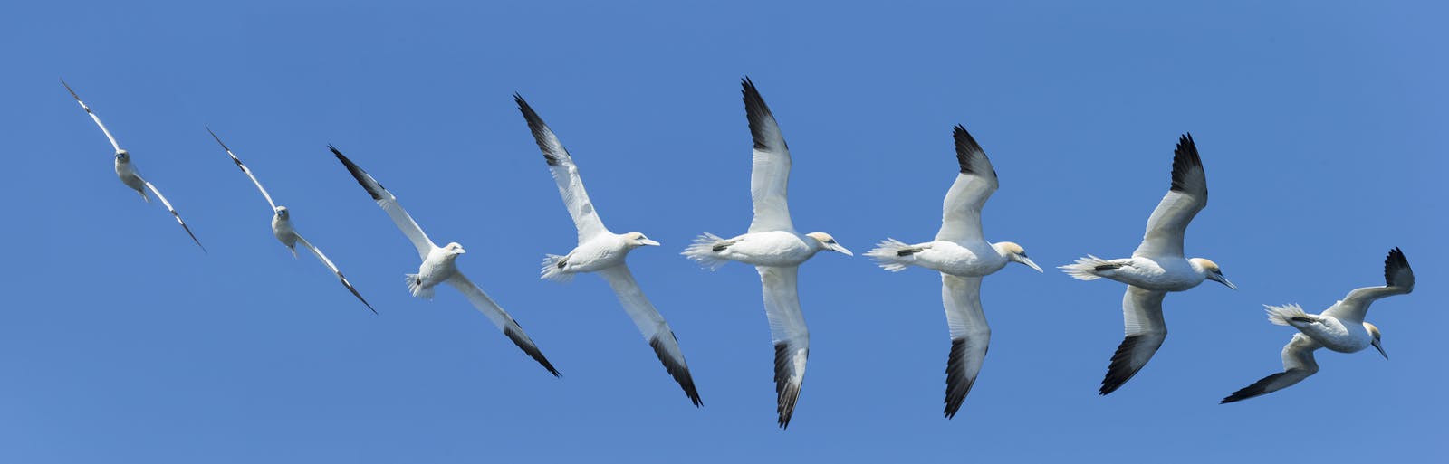northern gannet - sula flying in a synchrony