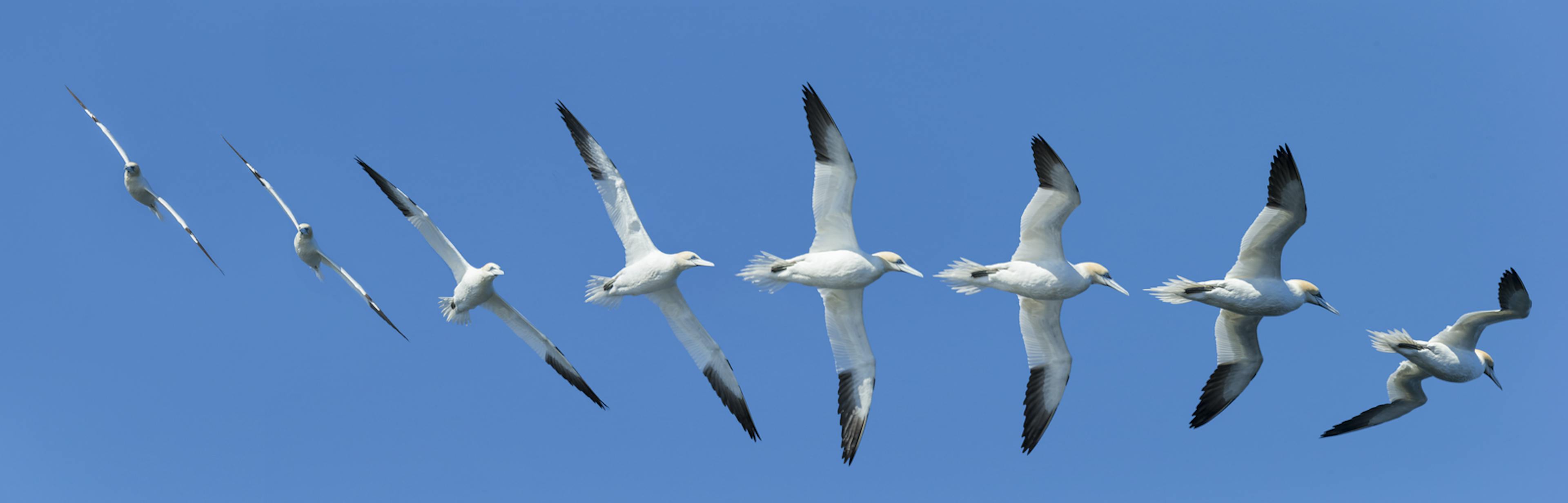 northern gannet - sula flying in a synchrony