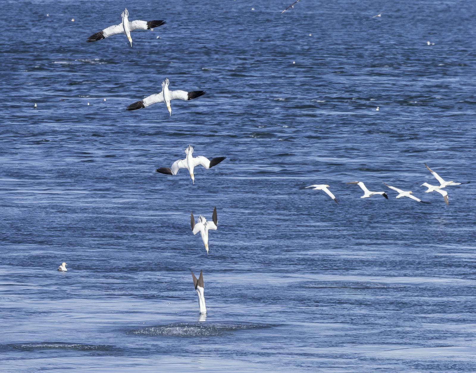 A northern gannet diving in the ocean