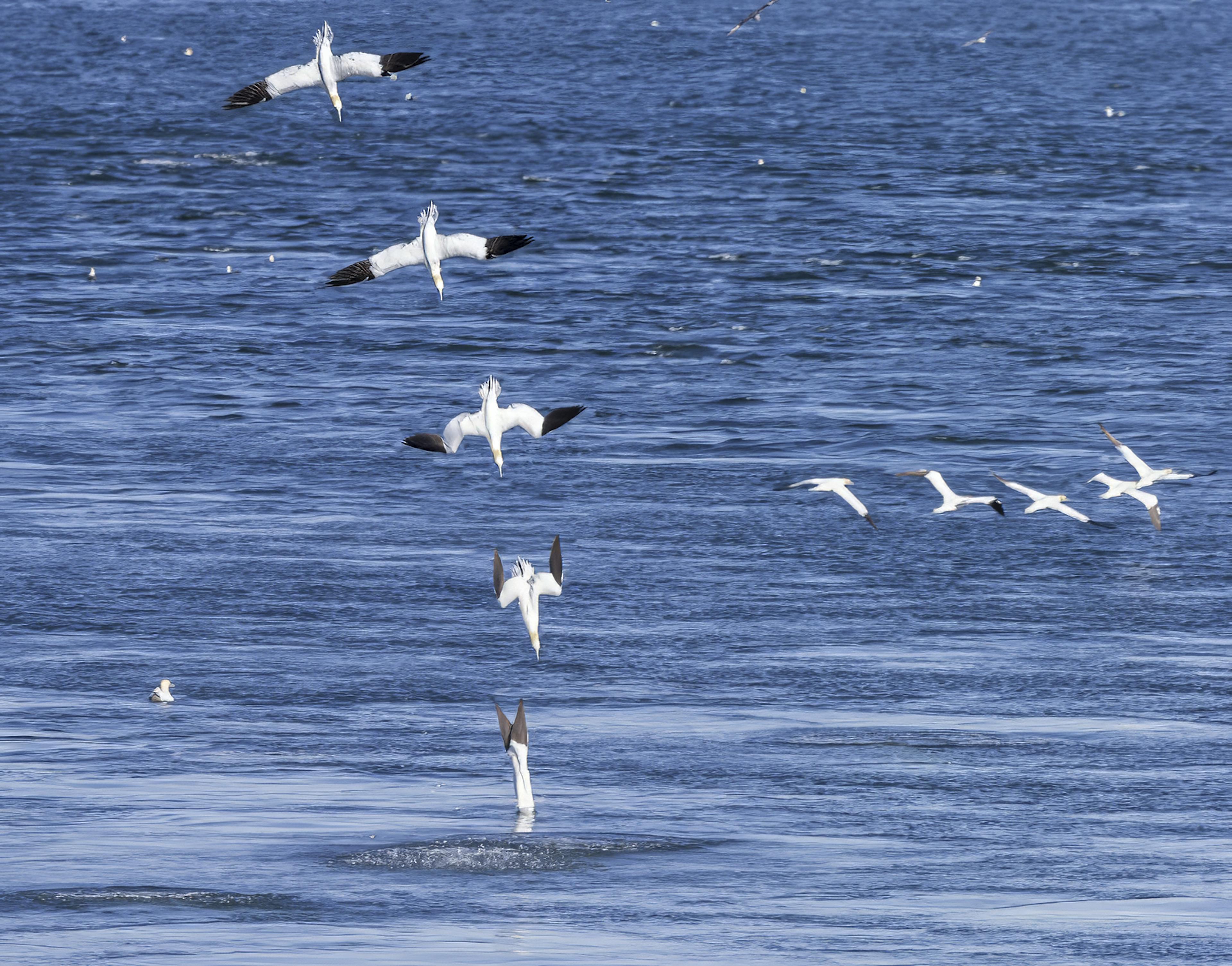 A northern gannet diving in the ocean