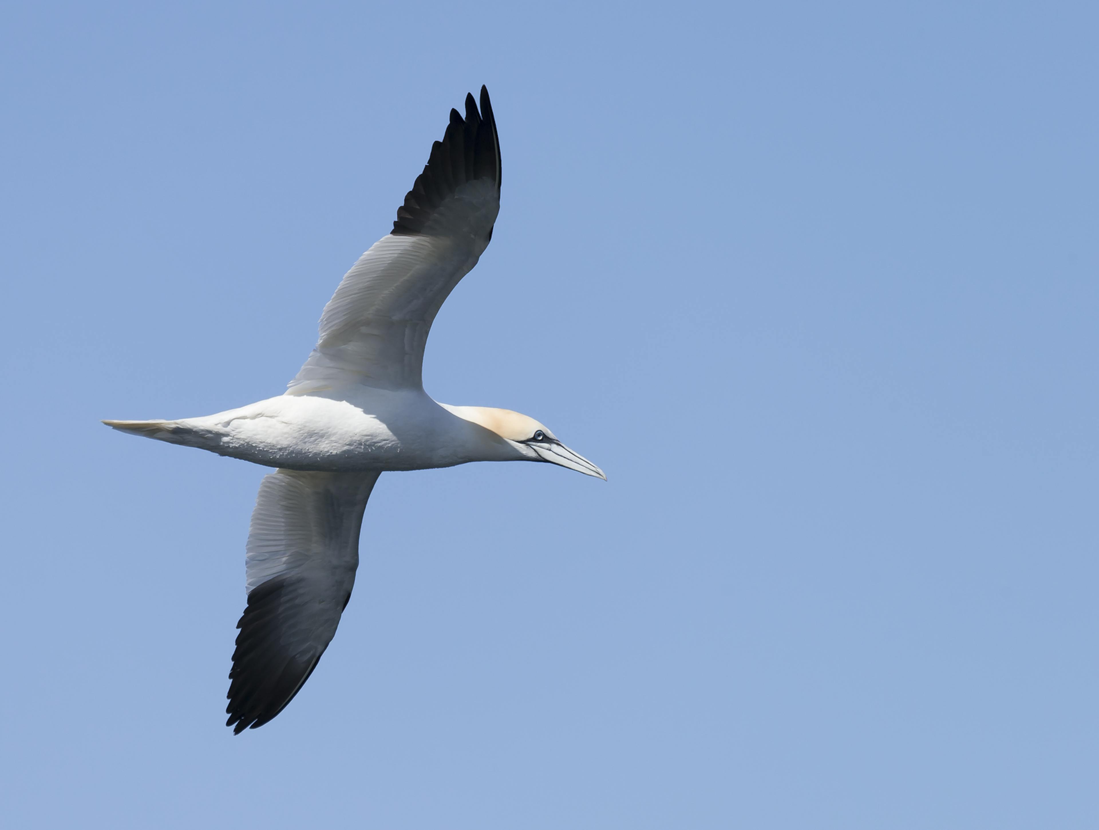 a northern gannet flying