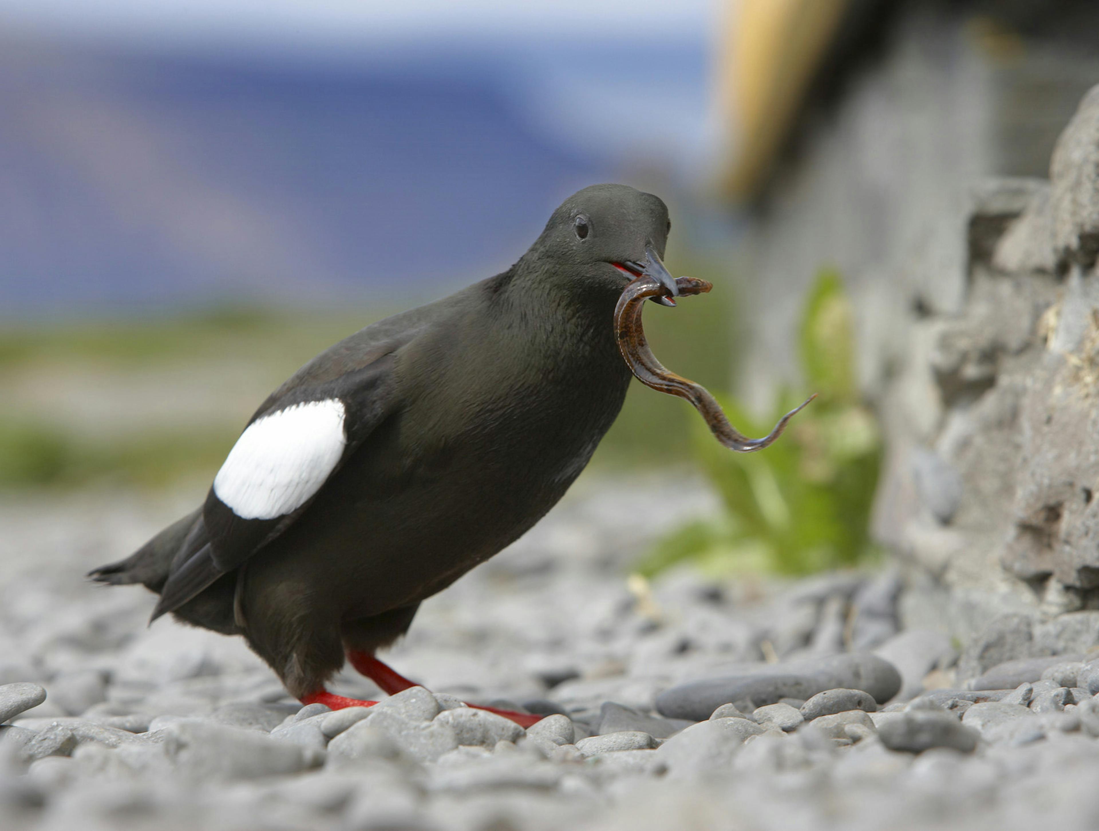 Black Guillemot eating a worm