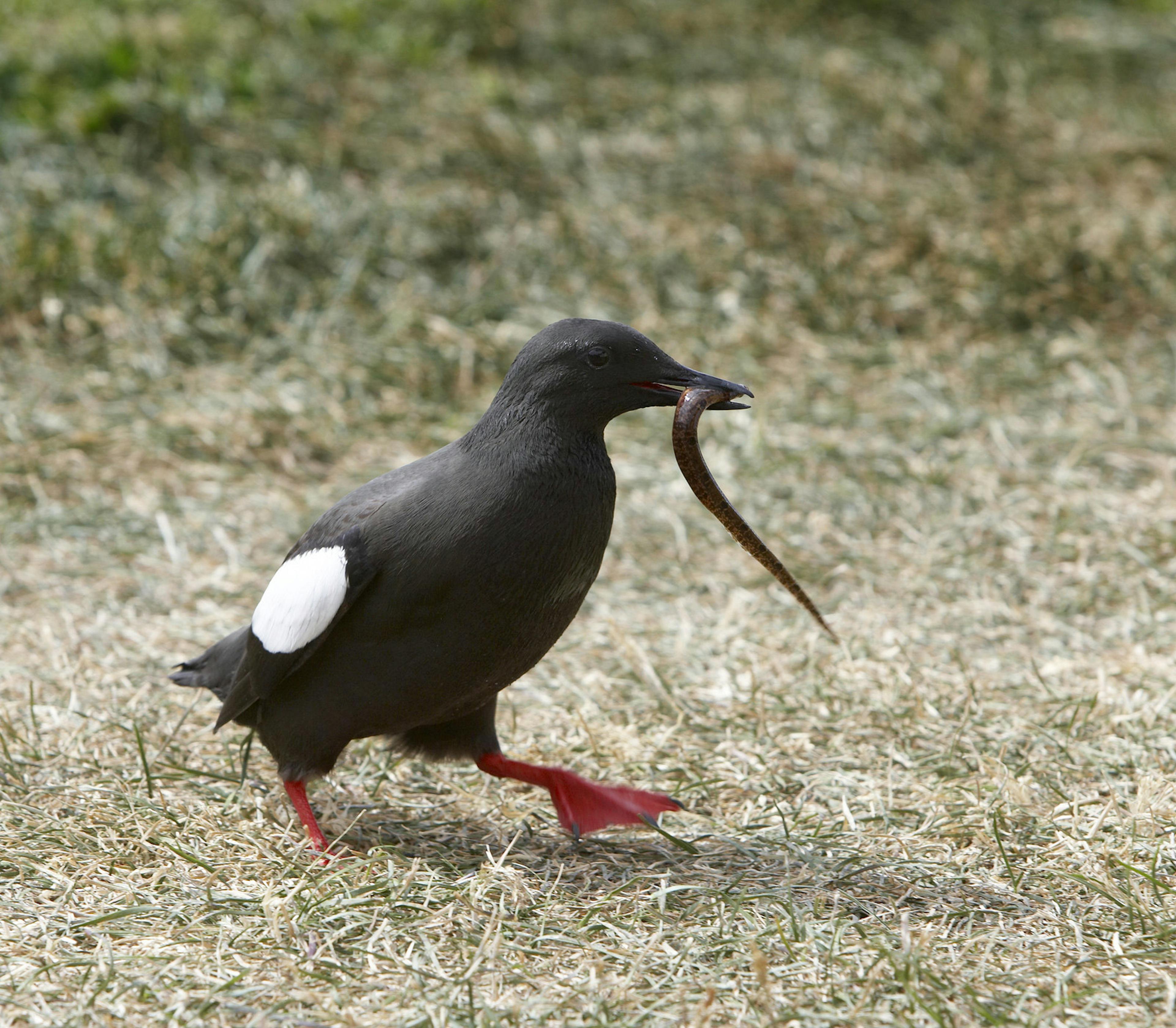 Black Guillemot