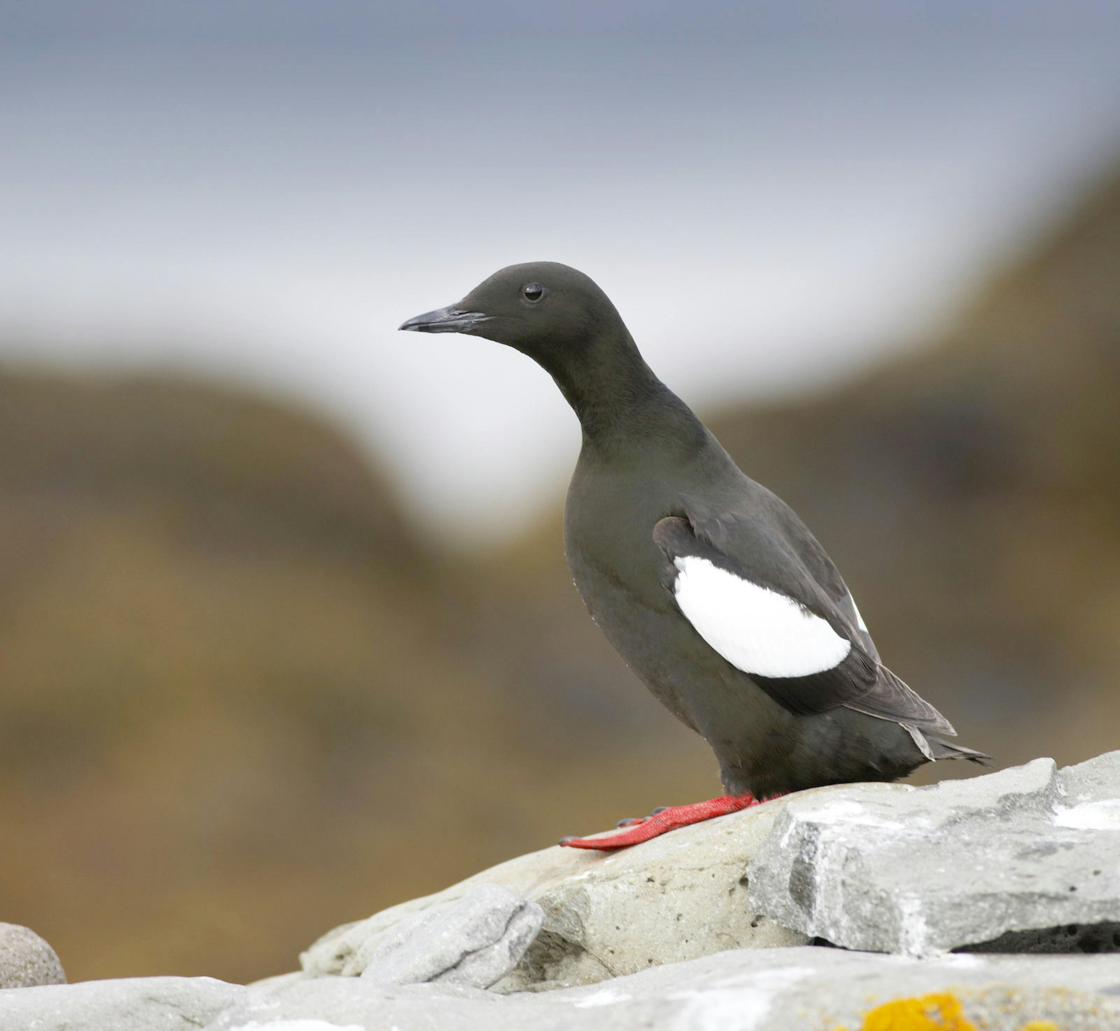 Black Guillemot