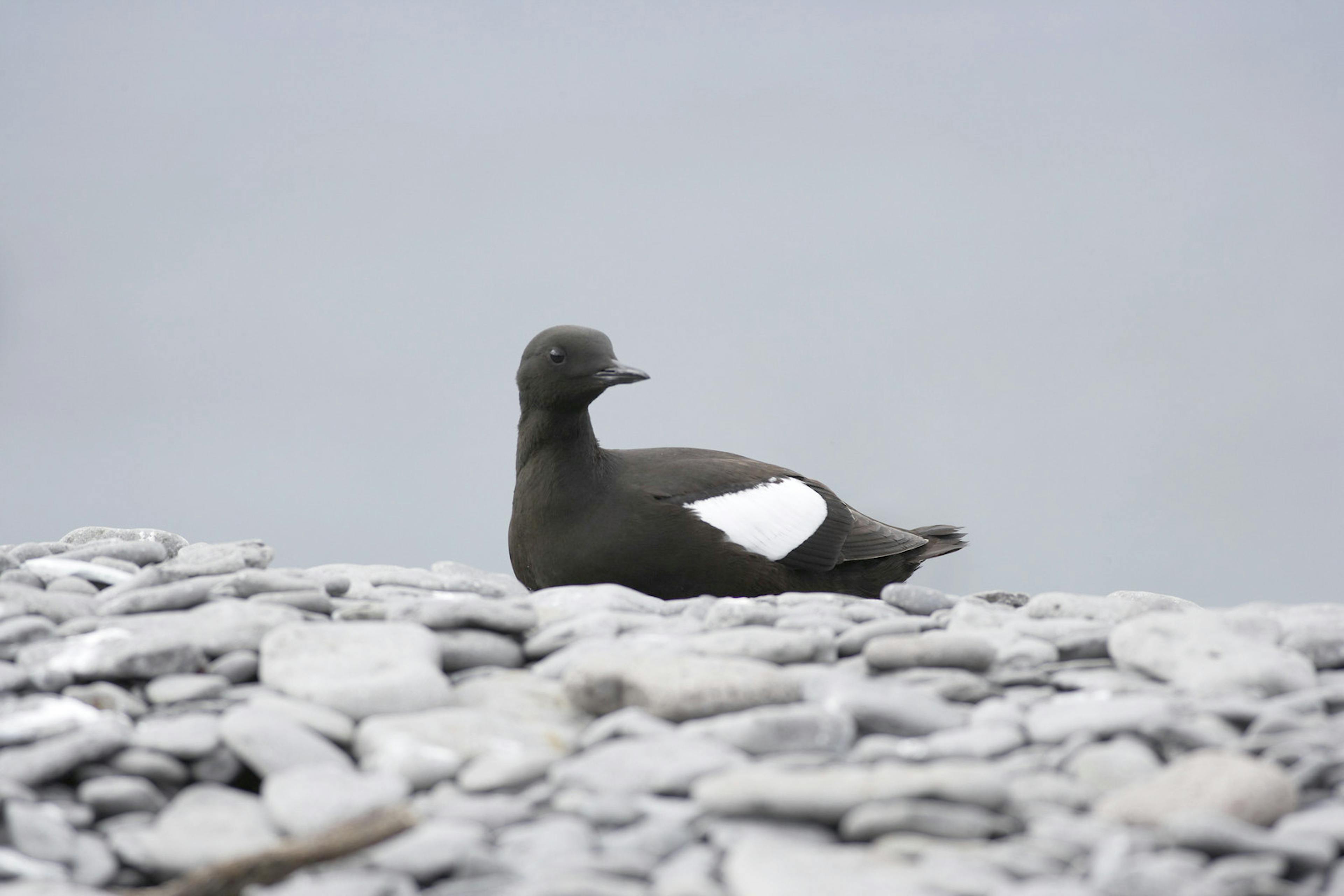 Black Guillemot