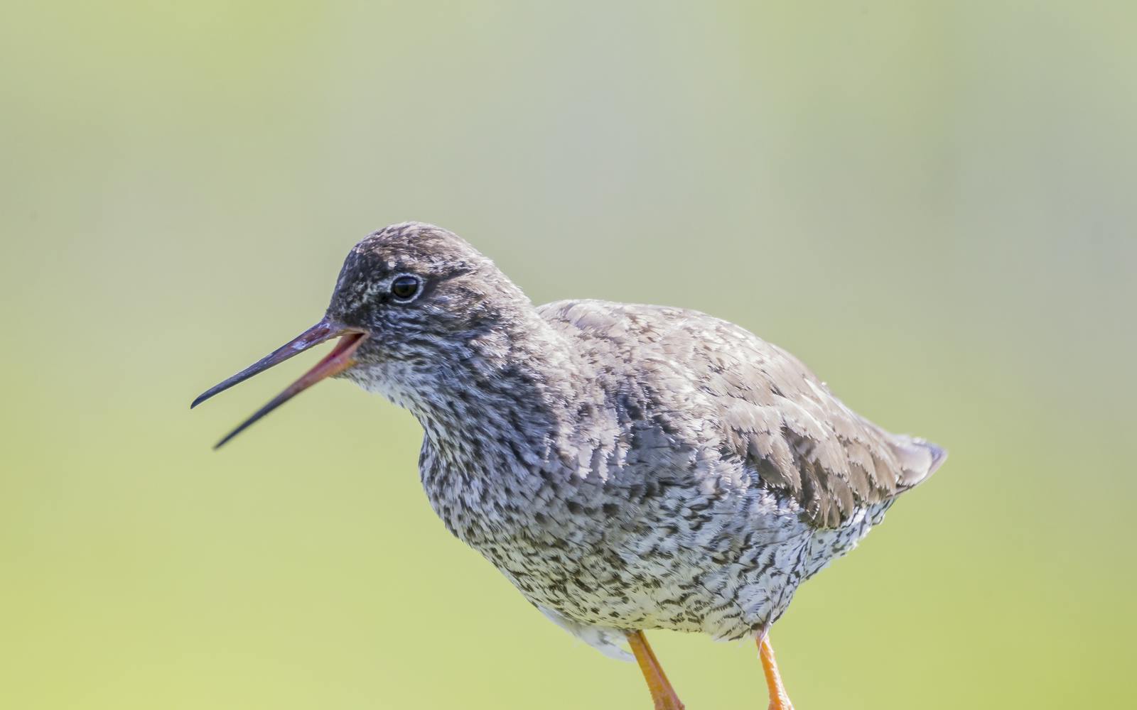 Common Redshank in Iceland