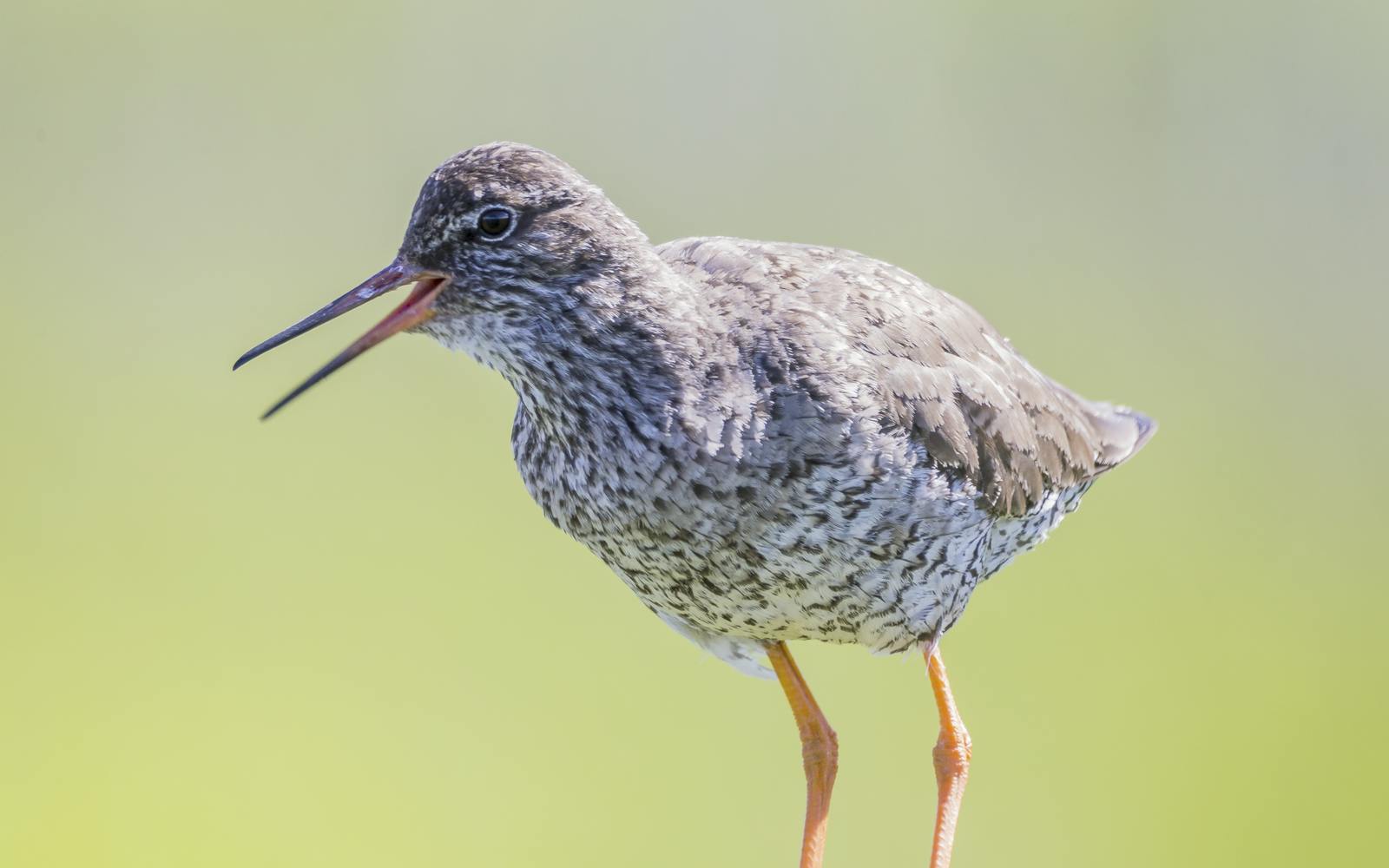 Common Redshank in Iceland
