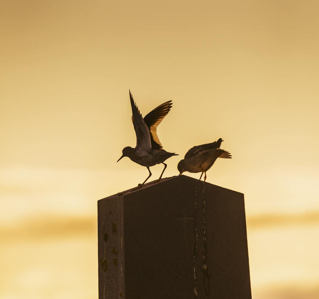 Common Redshank in Iceland