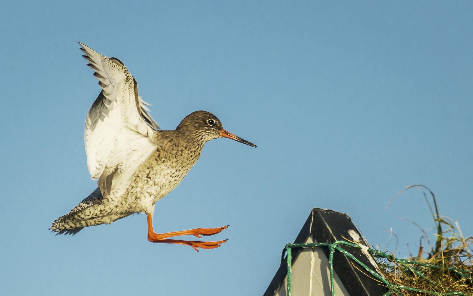 Common Redshank in Iceland