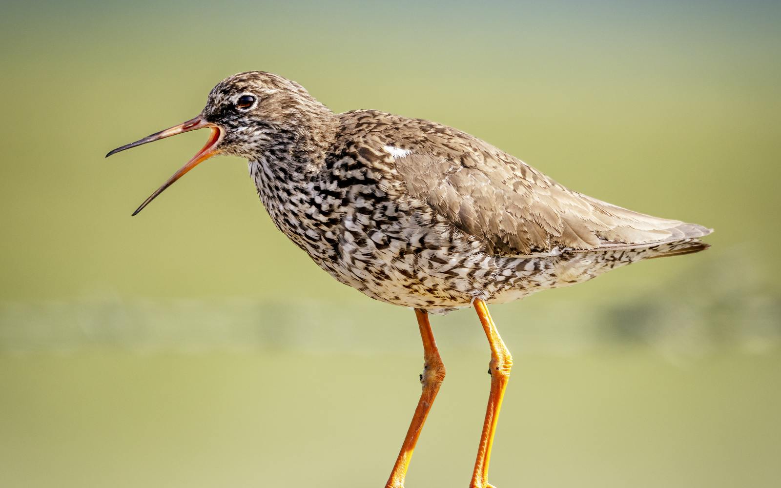 Common Redshank in Iceland
