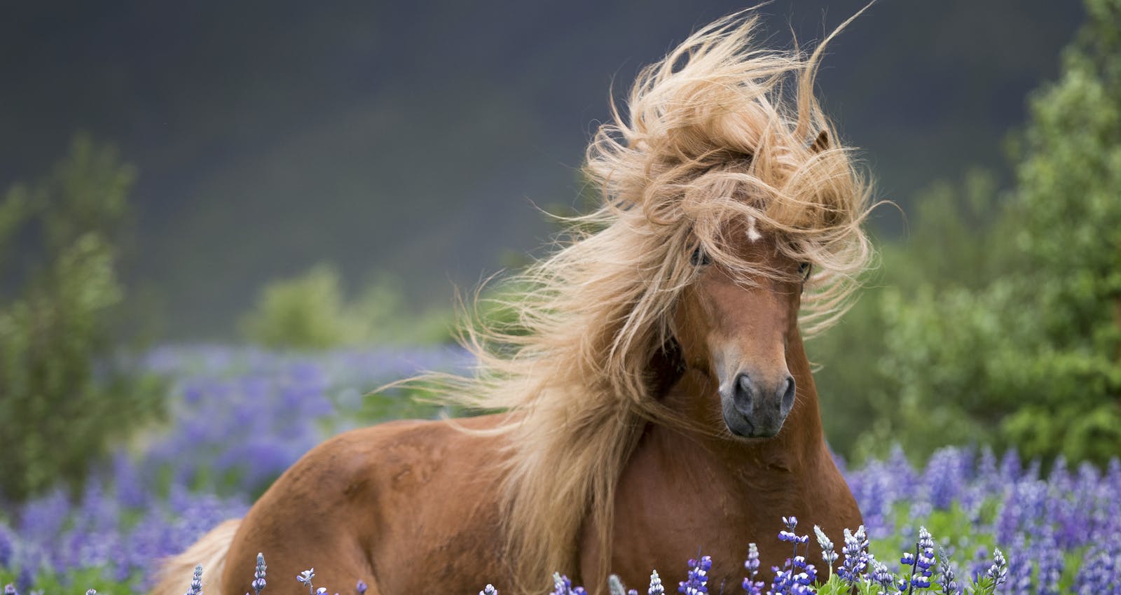 Icelandic horse