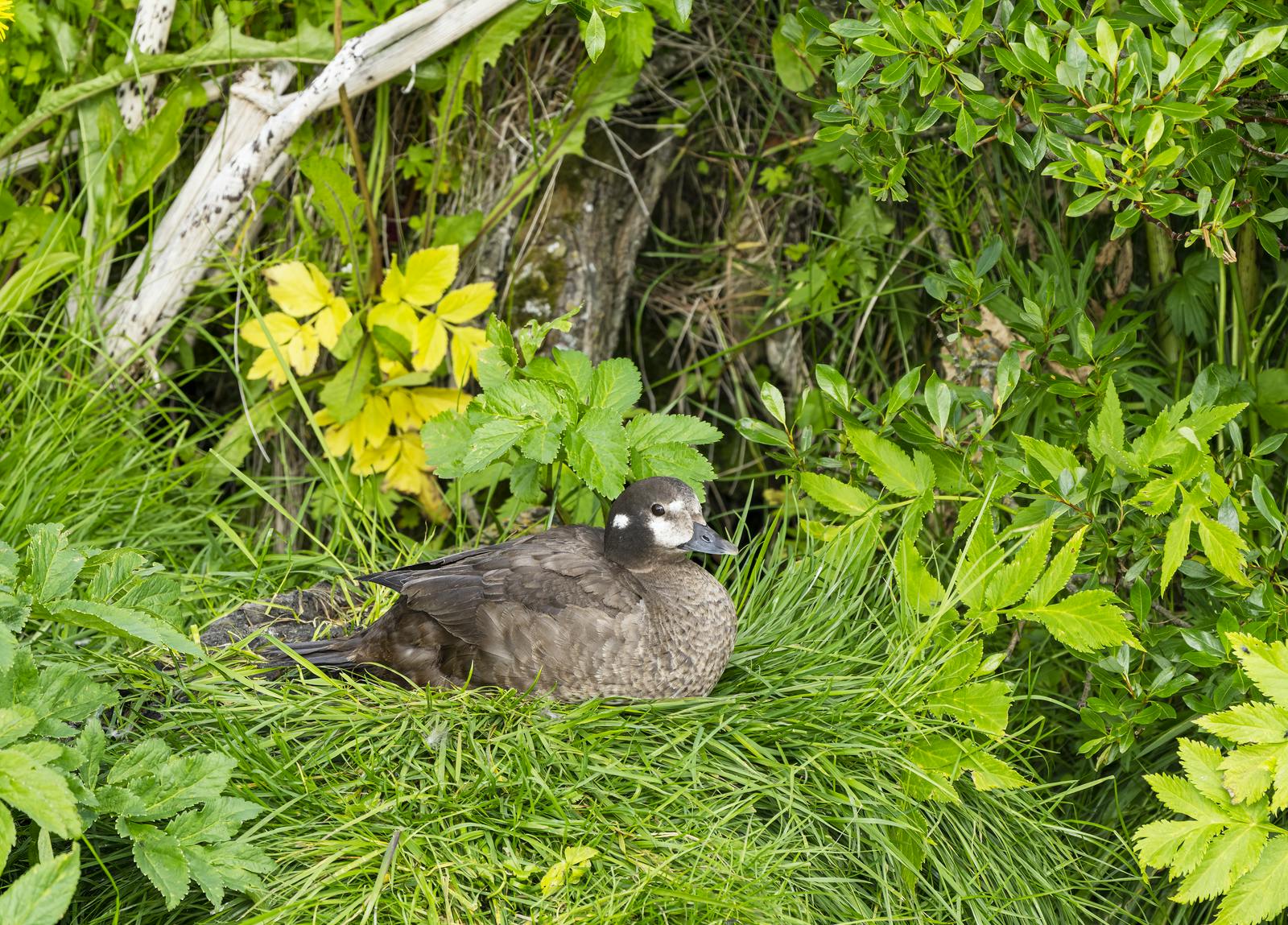 A Harlequin duck nesting